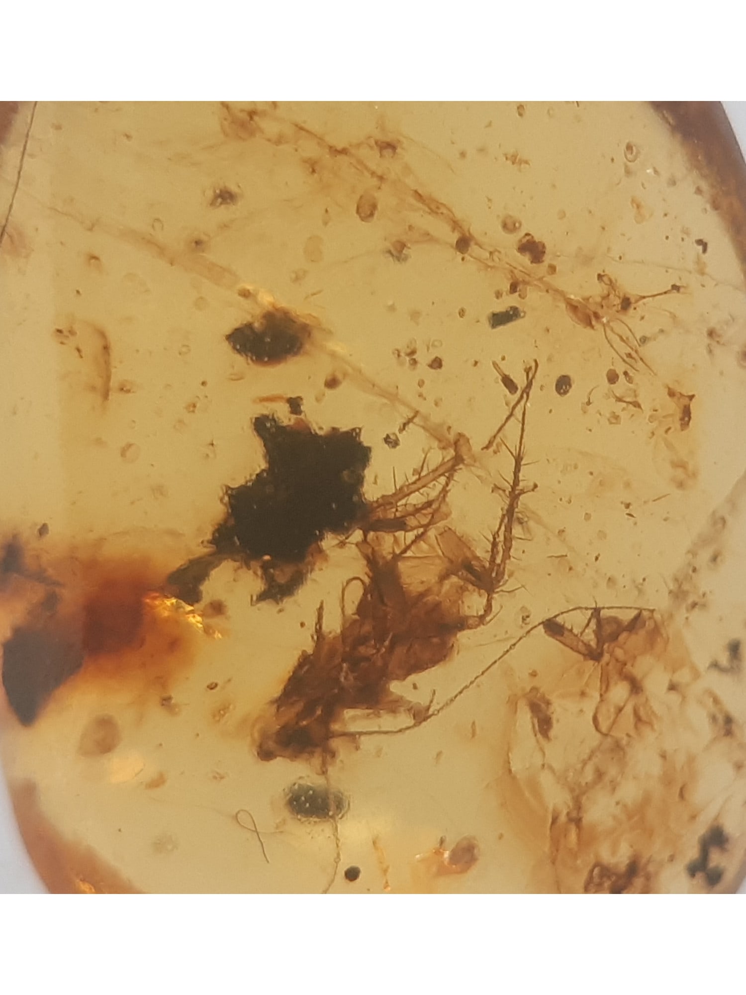 BURMITE AMBER WITH ROACH - 2
