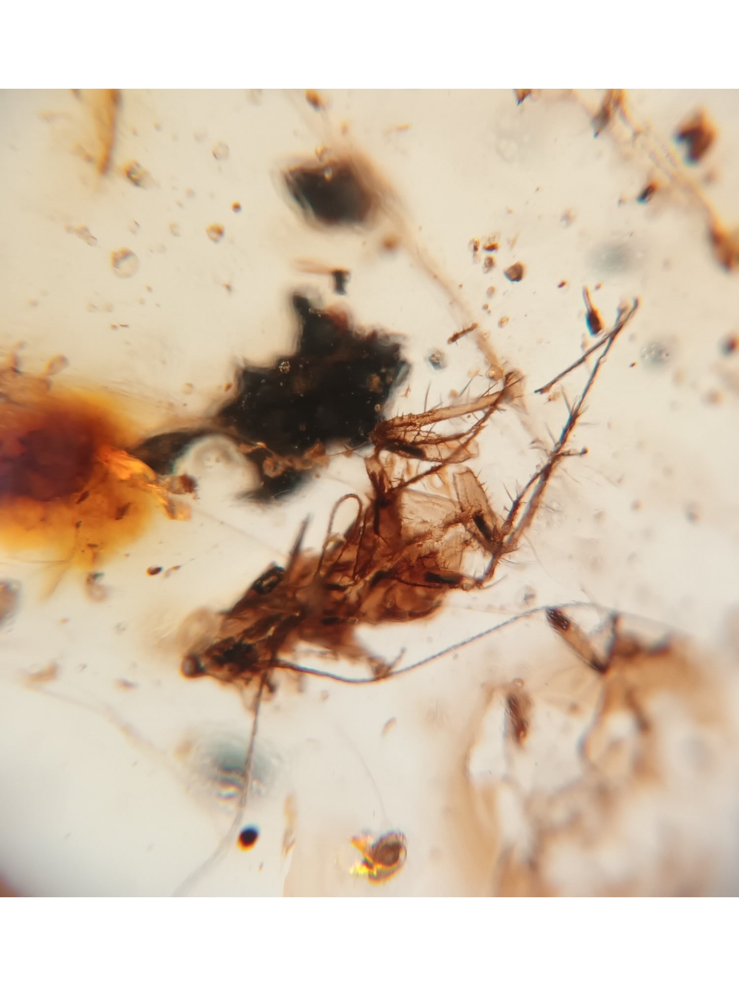 BURMITE AMBER WITH ROACH - 3