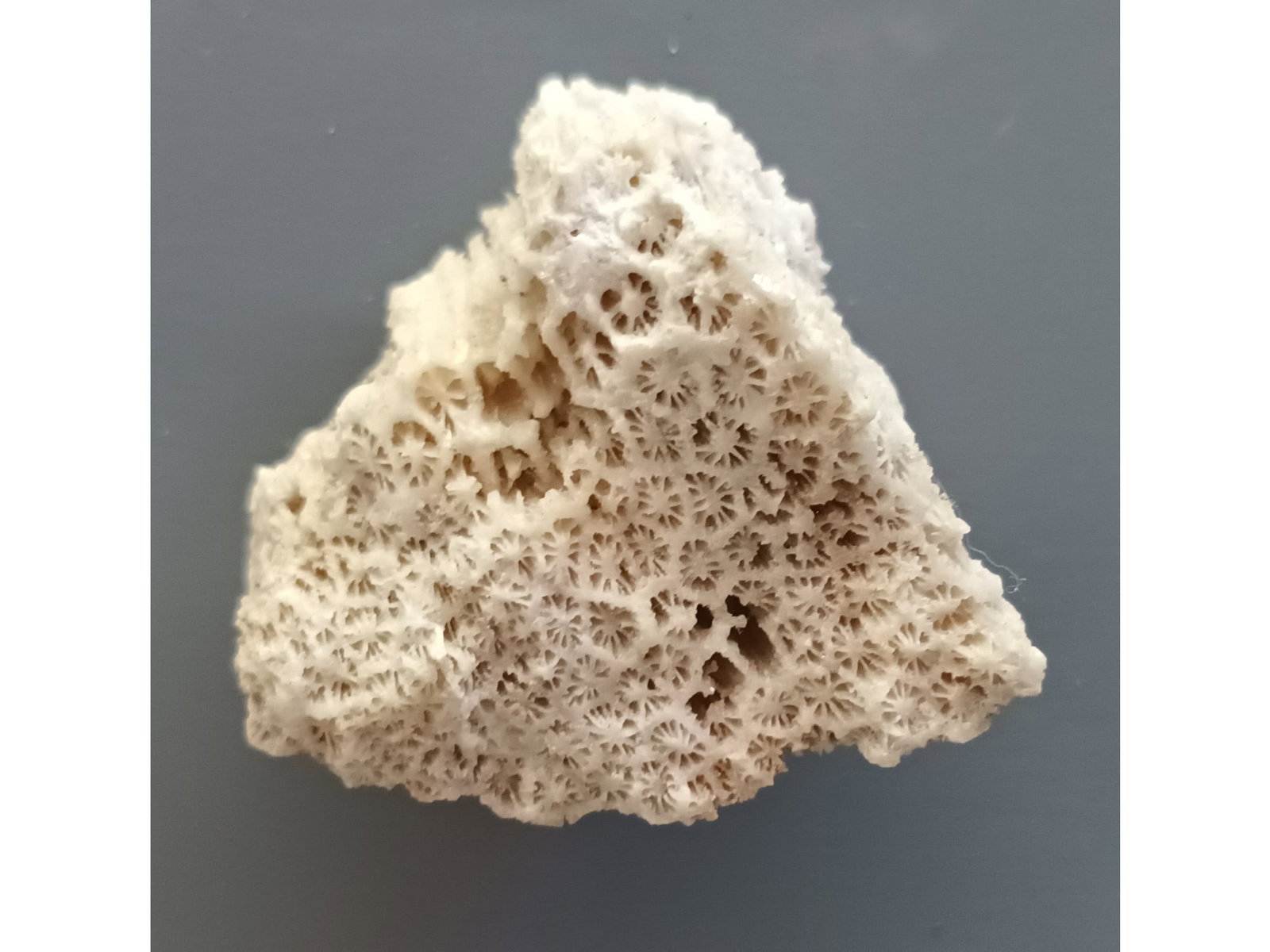 FOSSIL CORAL: Fossil coral (ca61/239). Weight: 39 grams. Origin: Panglao, Bohol, Philippines. THIS LOT QUALIFIES FOR A 30-DAY UNCONDITIONAL RETURN FROM THE DATE OF SALE. BUYERS ARE RESPONSIBLE FOR RETURN SHIPPING.