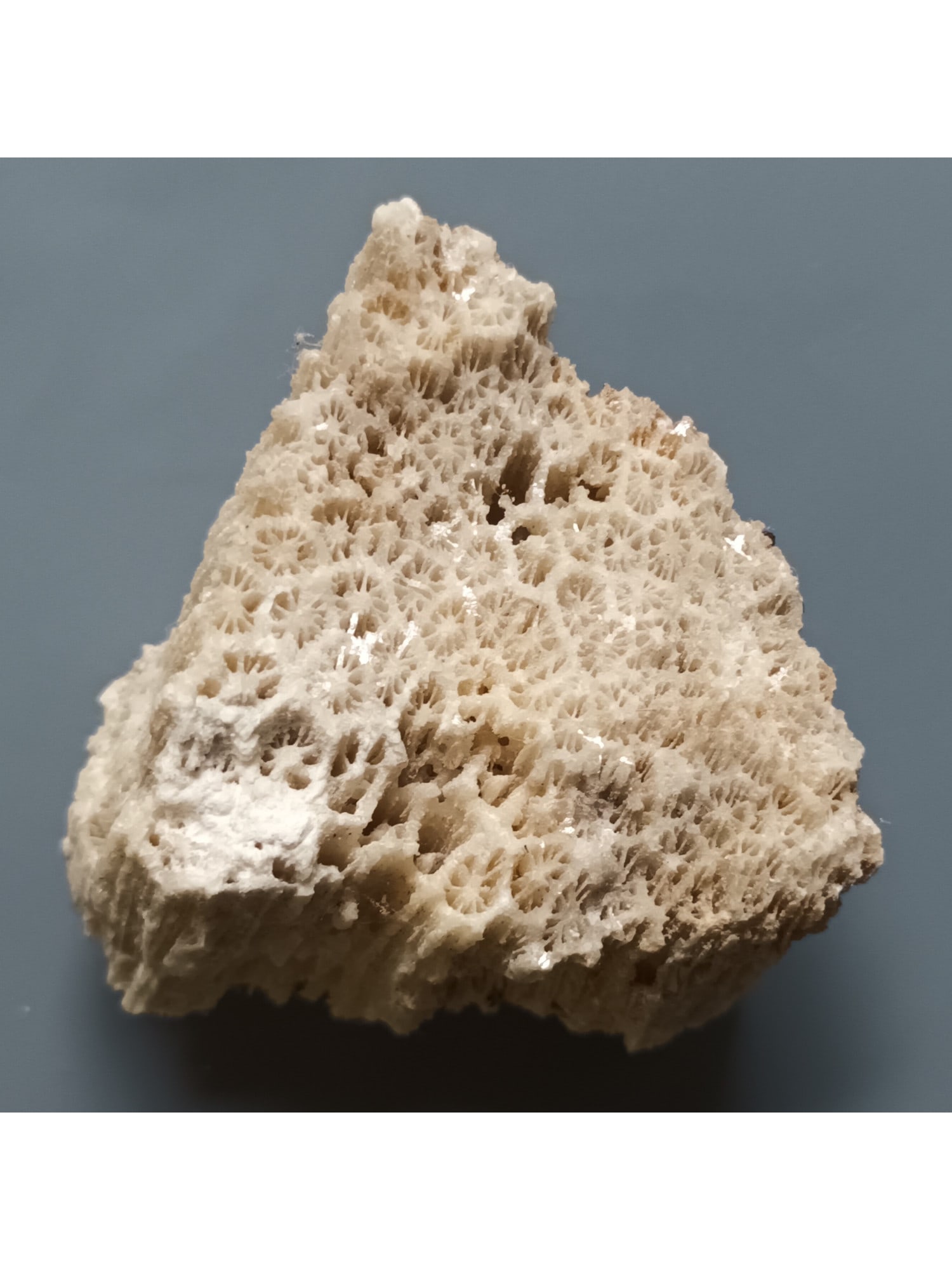 FOSSIL CORAL - 2