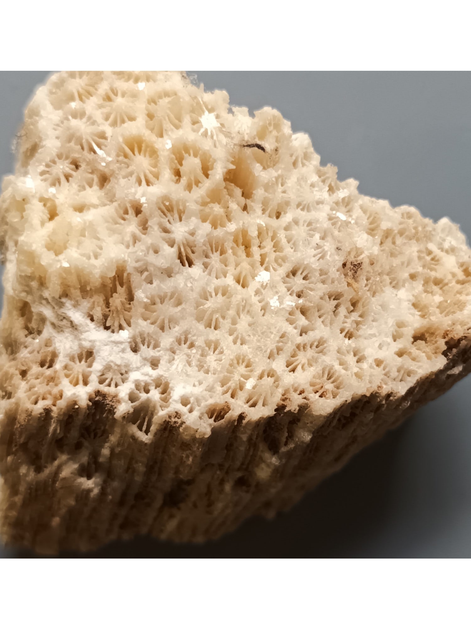 FOSSIL CORAL - 3