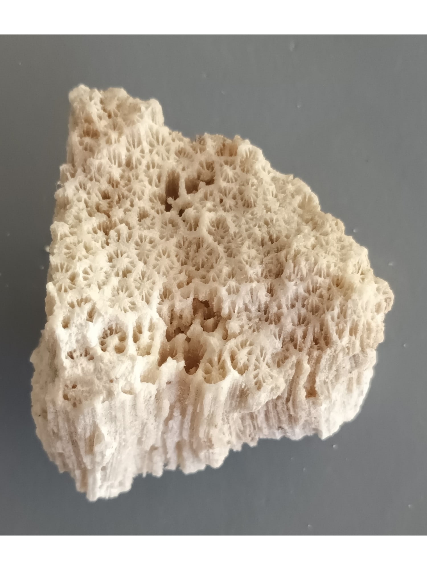 FOSSIL CORAL - 4