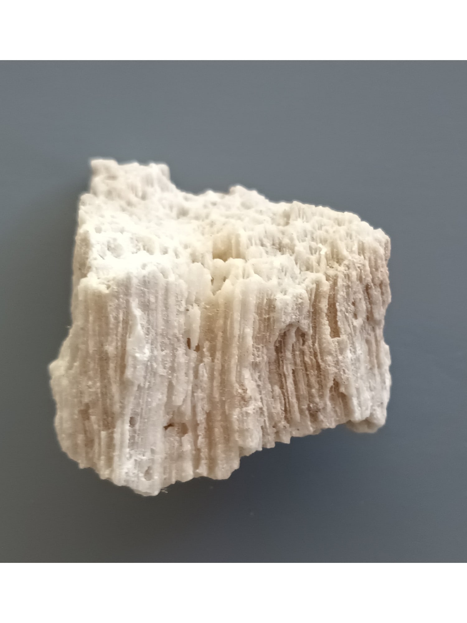 FOSSIL CORAL - 5