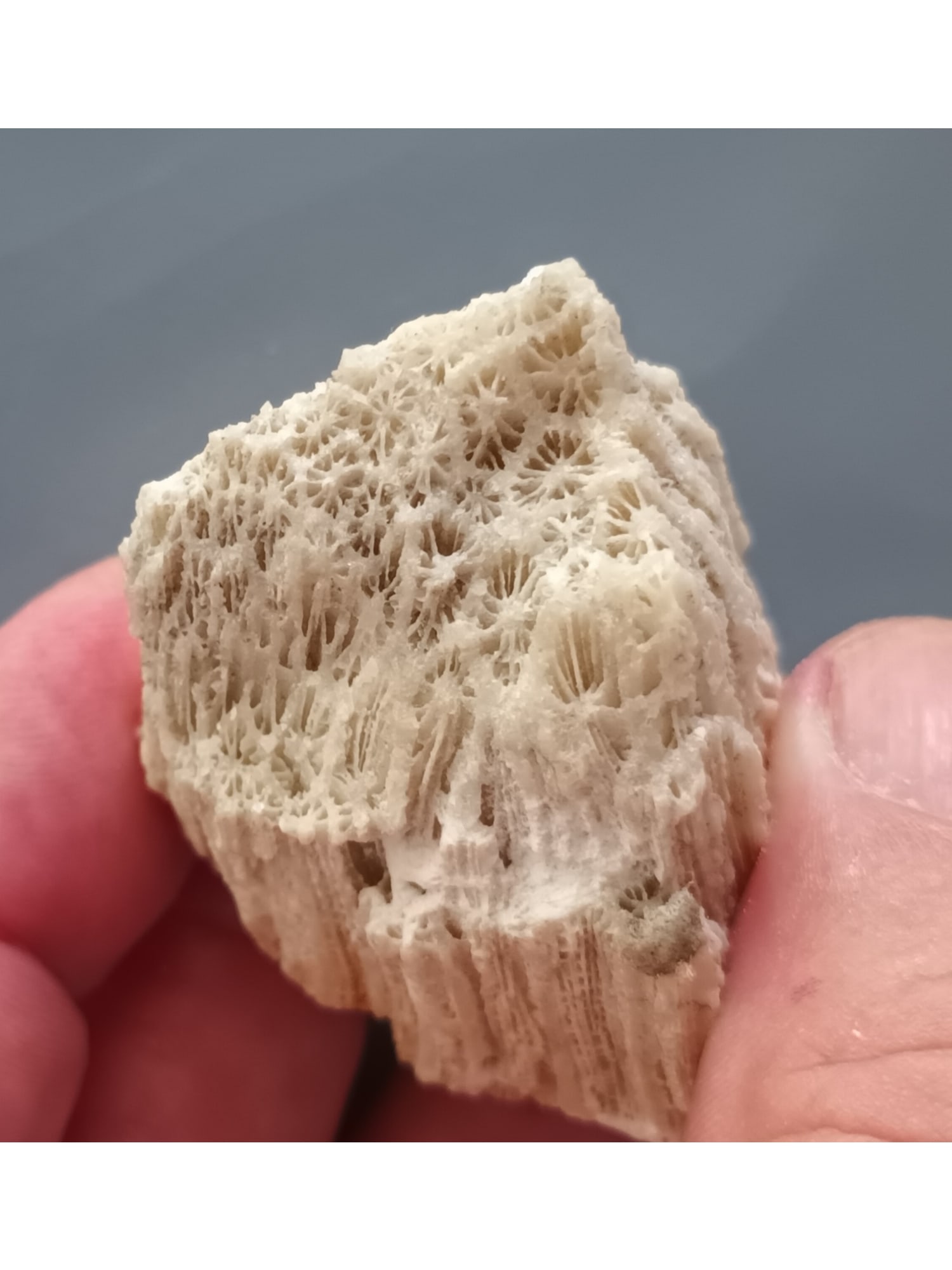 FOSSIL CORAL: Coral fossil (ca54/39). Weight: 35 grams. Origin: Paglao, Bohol, Philippines. THIS LOT QUALIFIES FOR A 30-DAY UNCONDITIONAL RETURN FROM THE DATE OF SALE. BUYERS ARE RESPONSIBLE FOR RETURN SHIPPING.