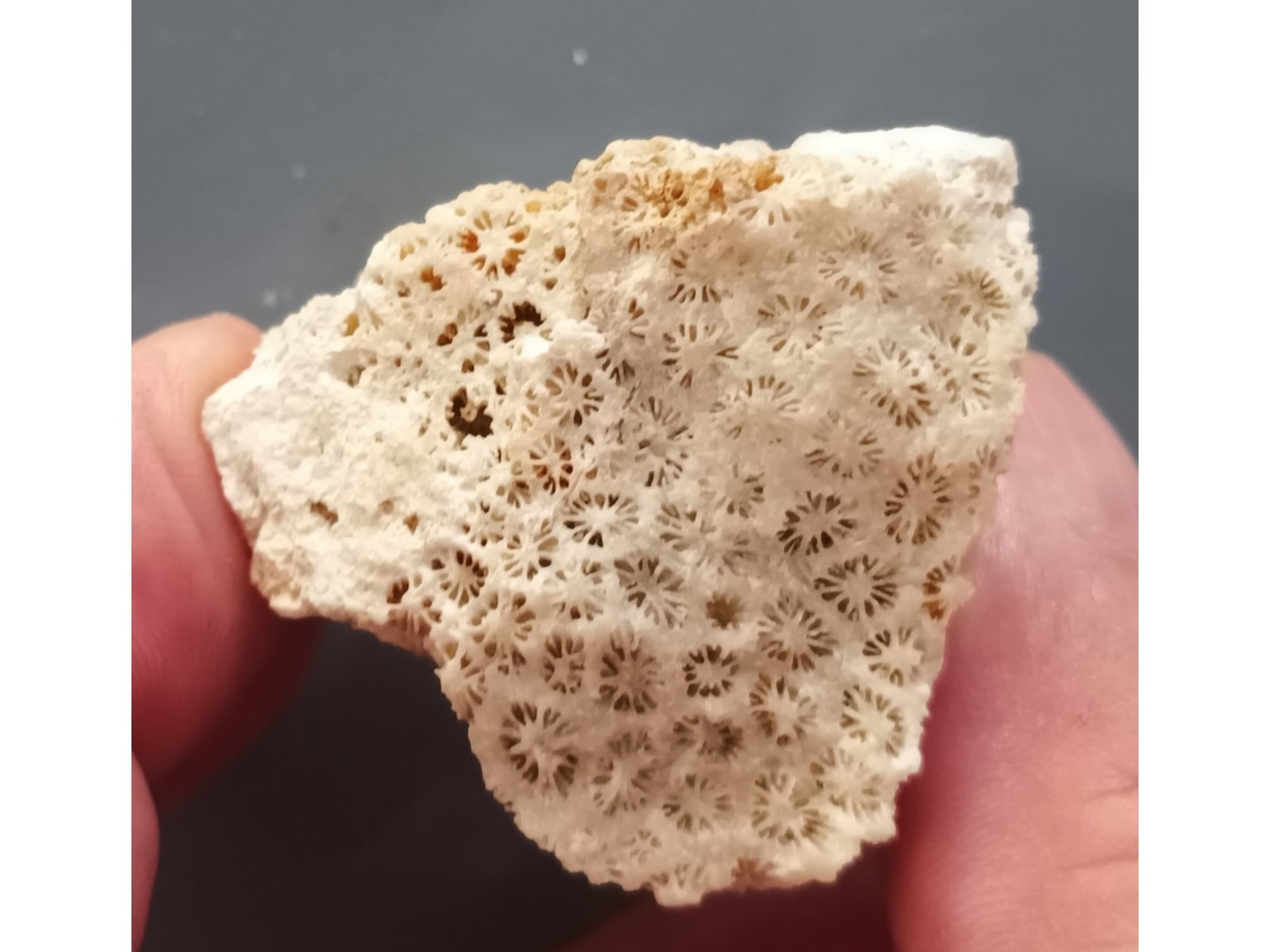 FOSSIL CORAL - 2