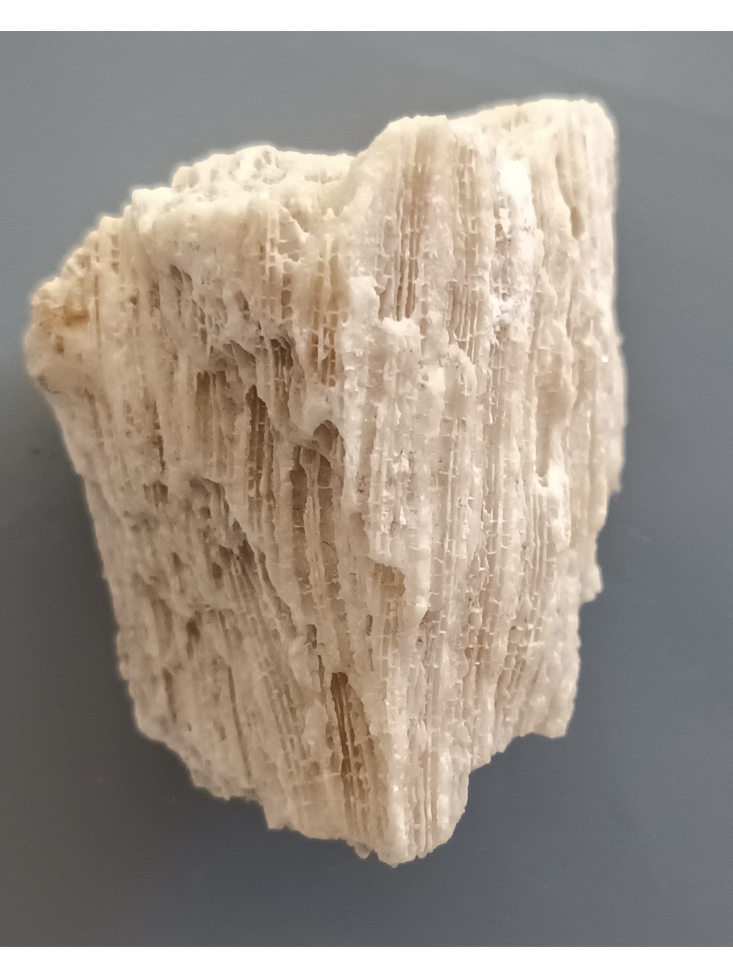 FOSSIL CORAL - 3
