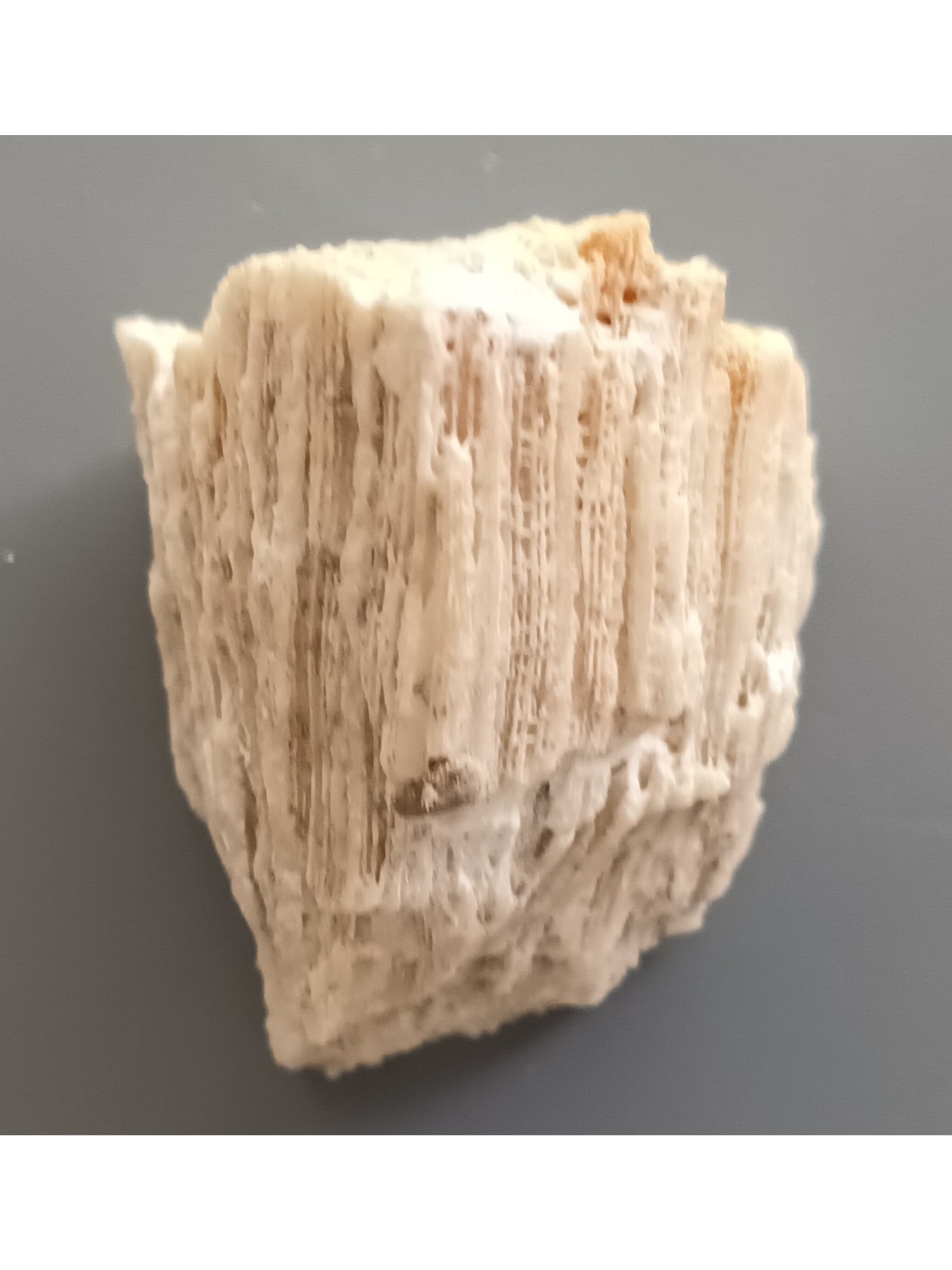 FOSSIL CORAL - 4