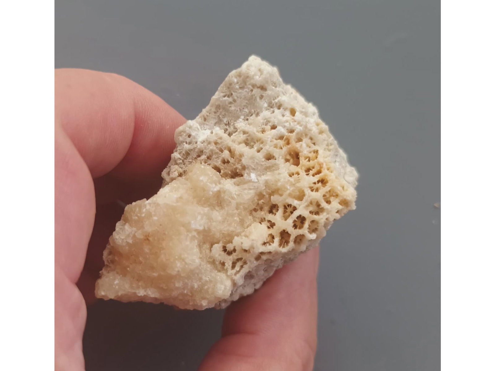 FOSSIL CORALS: Fossil corals. (CA59/27) Weight: 67 grams. Origin: Panglao, Bohol, Philippines. THIS LOT QUALIFIES FOR A 30-DAY UNCONDITIONAL RETURN FROM THE DATE OF SALE. BUYERS ARE RESPONSIBLE FOR RETURN SHIPPING. 