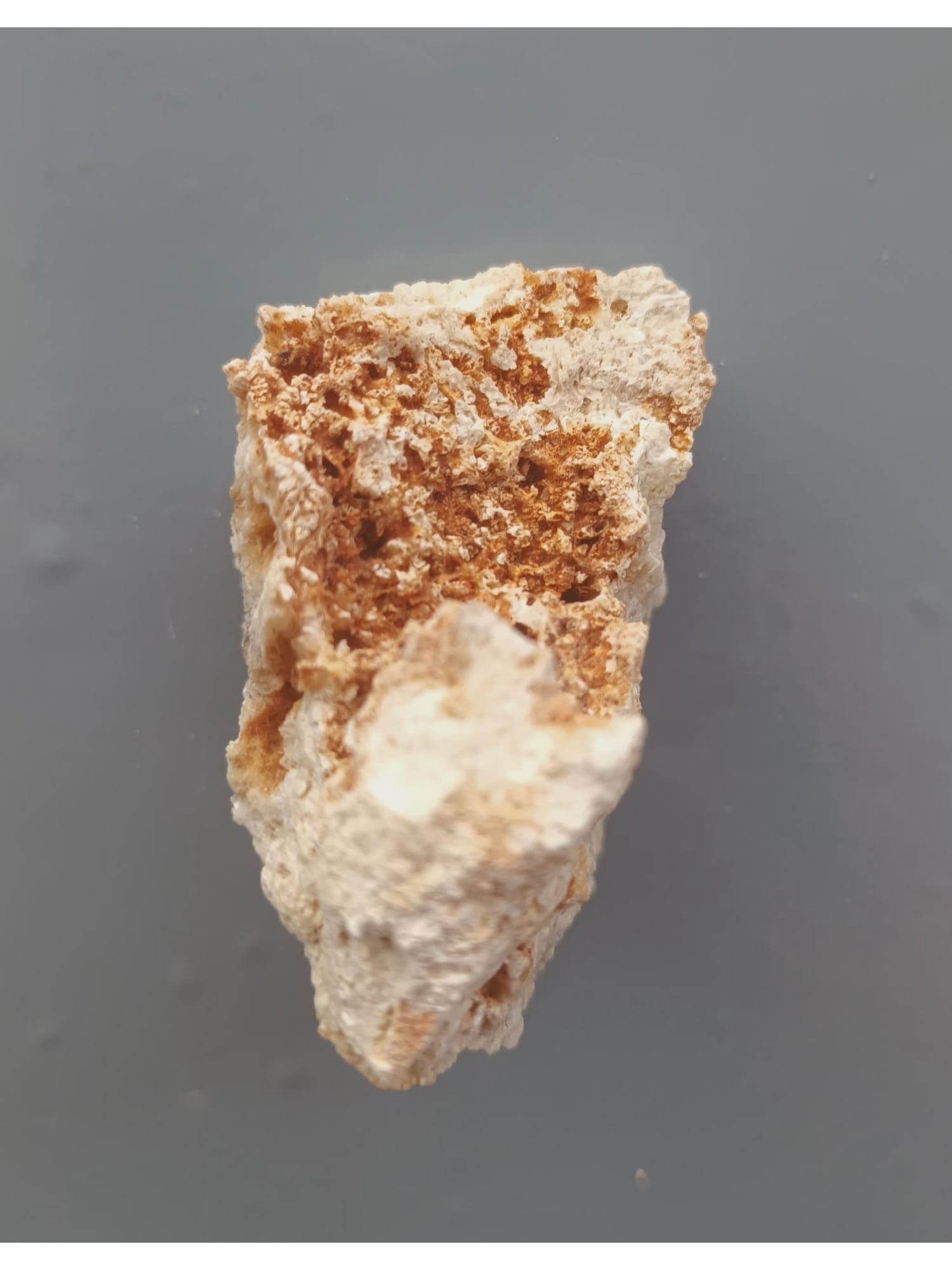 FOSSIL CORALS - 2
