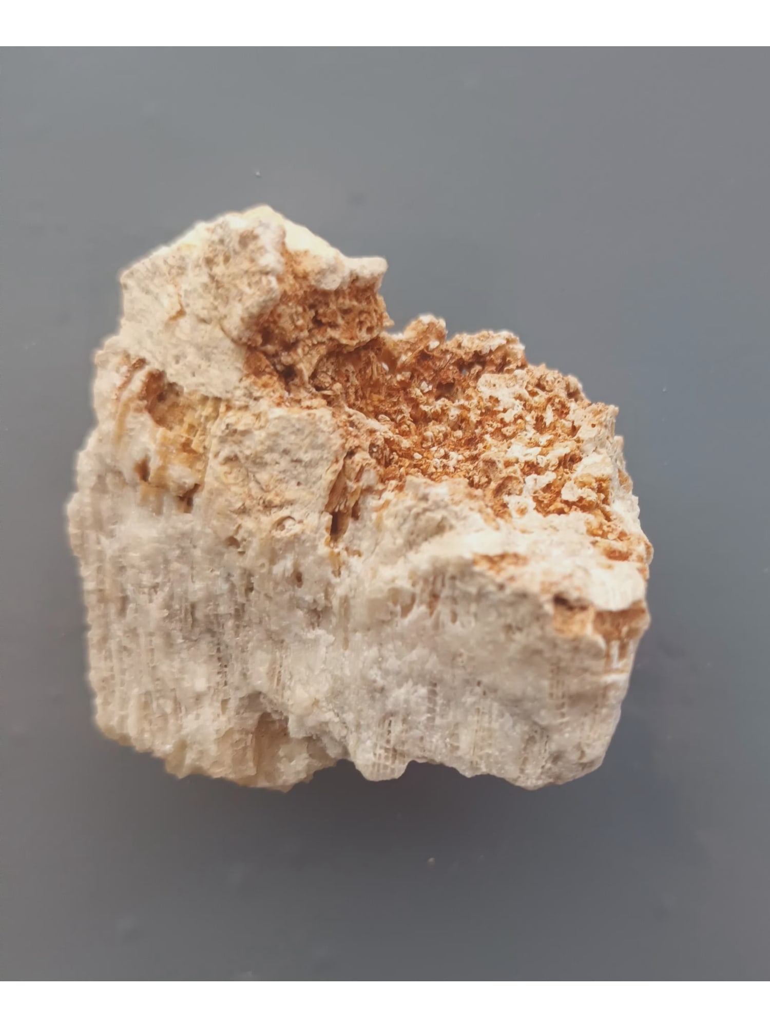 FOSSIL CORALS - 3