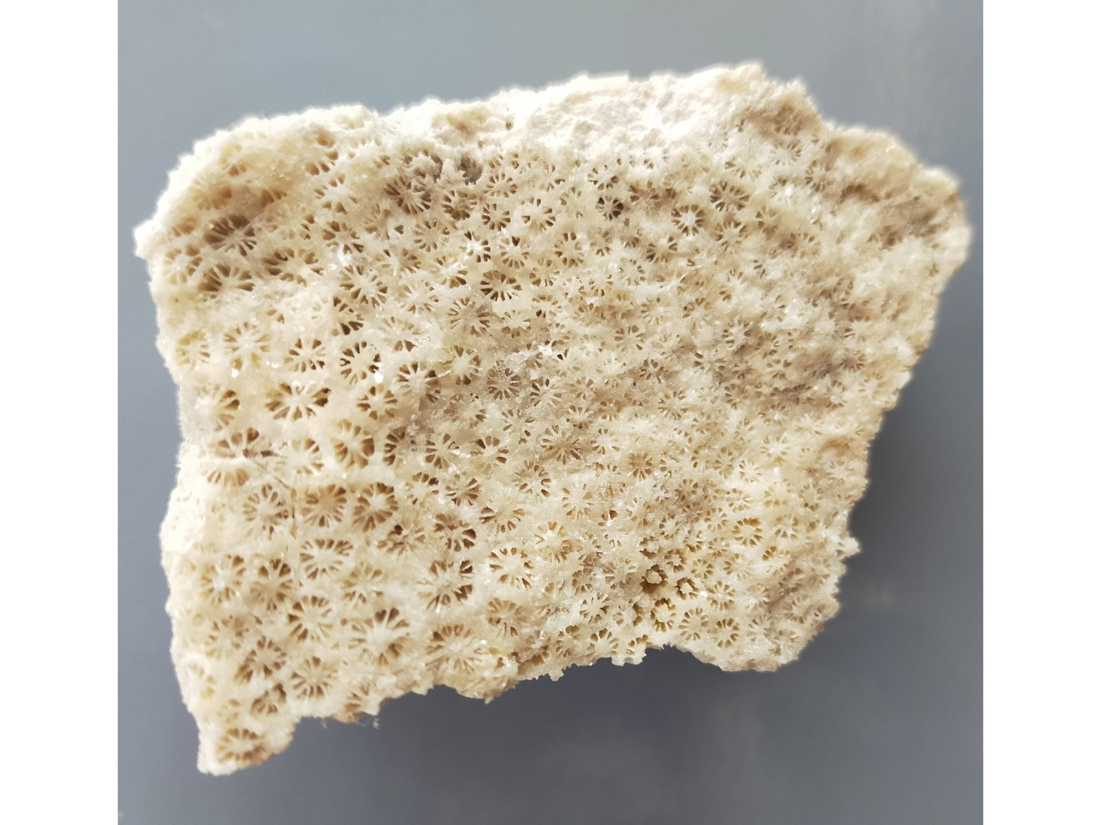 FOSSIL CORALS: Fossil corals. Weight: 174 grams. Origin: Panglao, Bohol, Philippines. (CA61/291) THIS LOT QUALIFIES FOR A 30-DAY UNCONDITIONAL RETURN FROM THE DATE OF SALE. BUYERS ARE RESPONSIBLE FOR RETURN