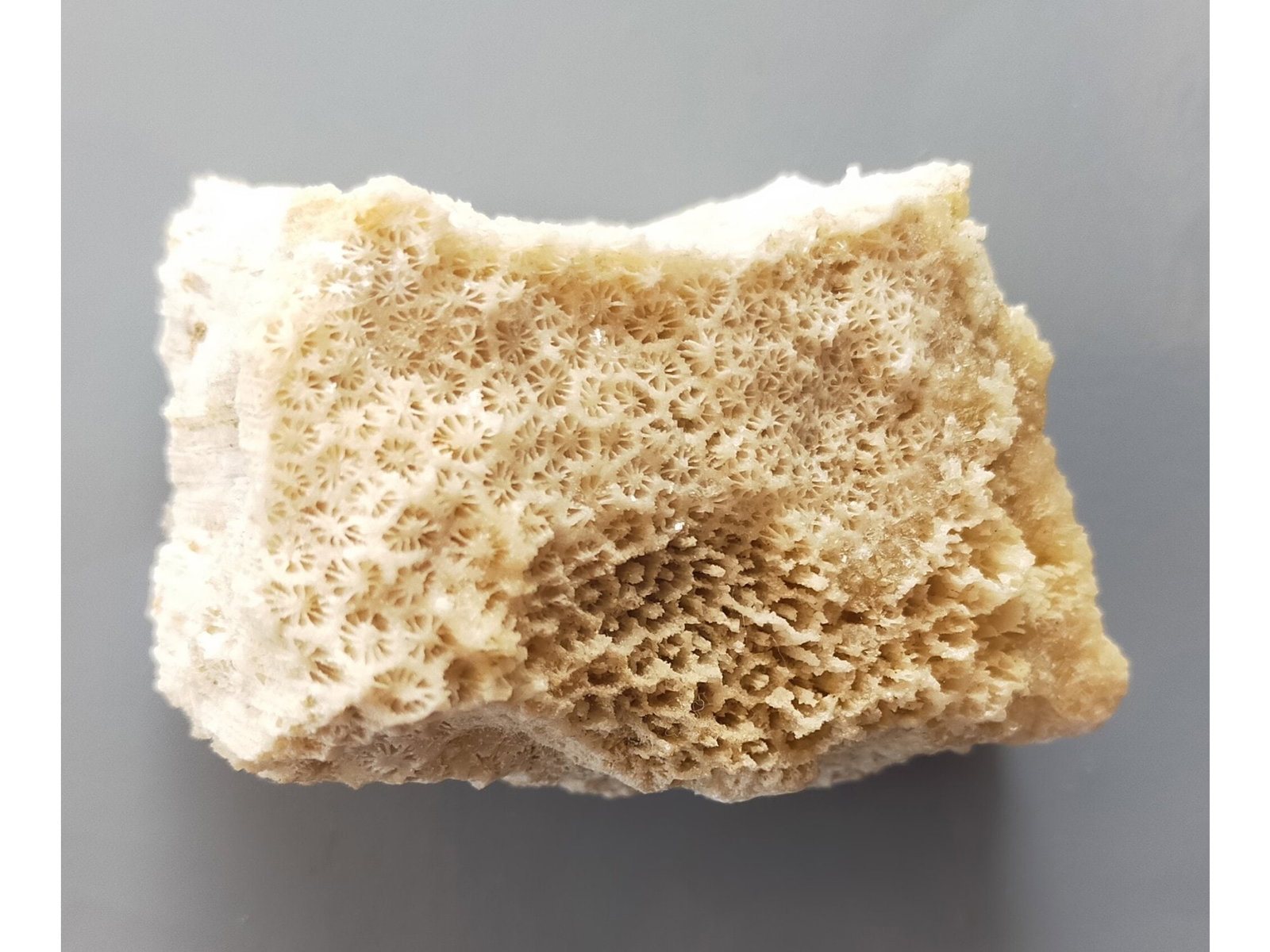 FOSSIL CORALS - 2