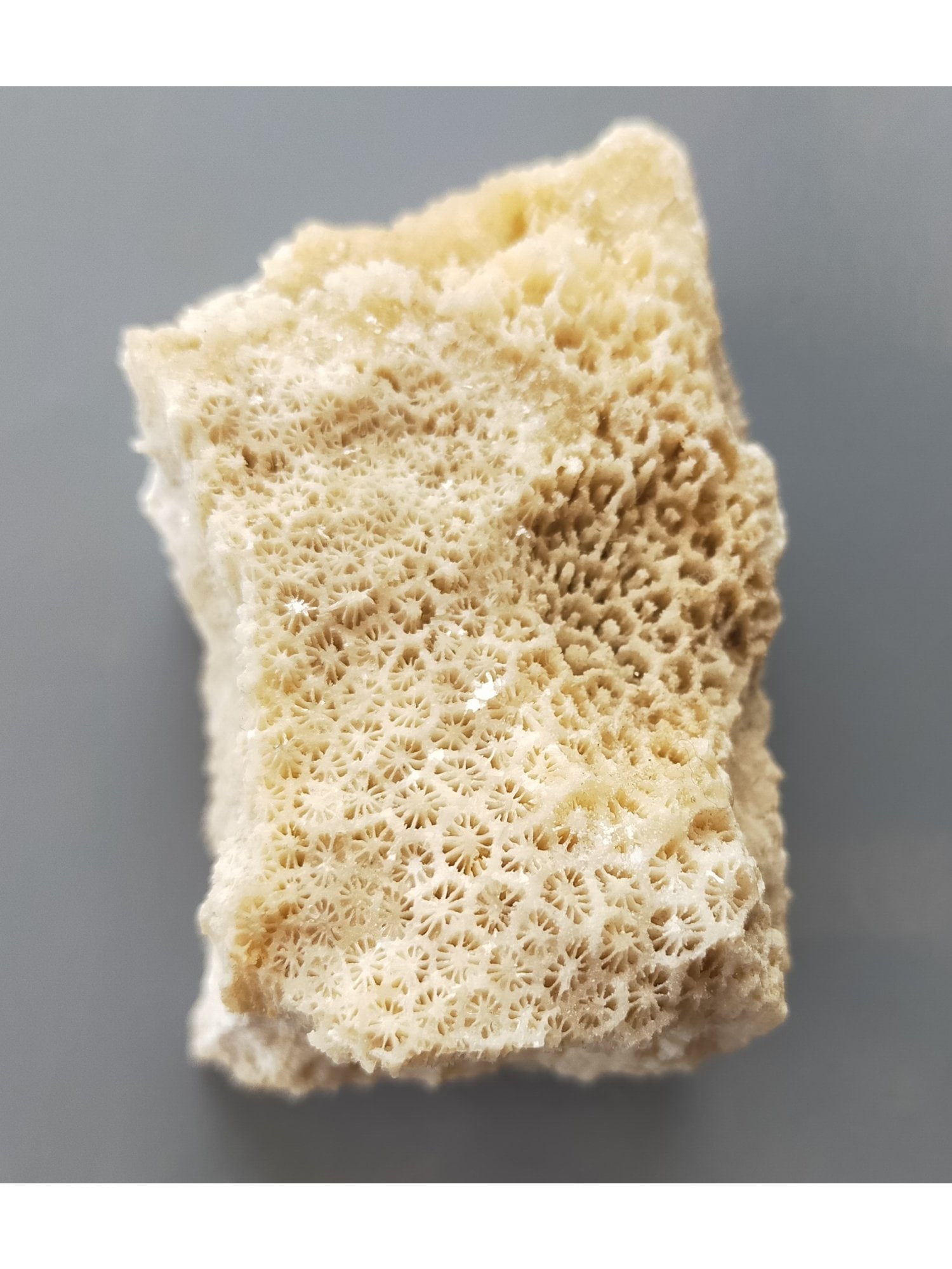 FOSSIL CORALS - 3