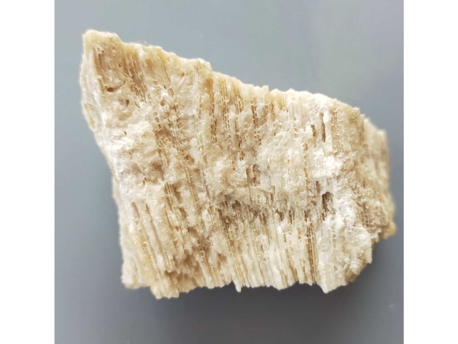 FOSSIL CORALS - 4
