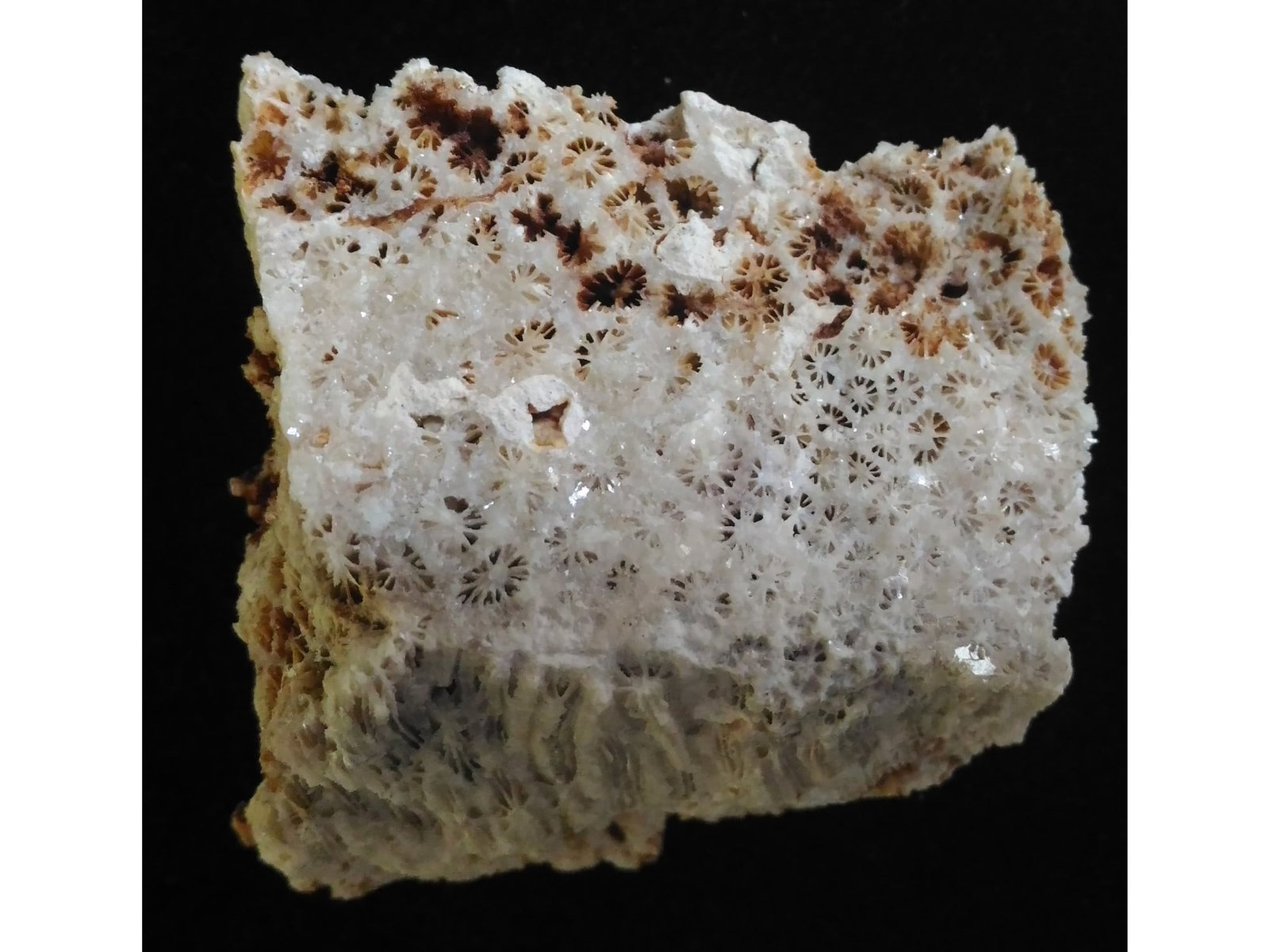 FOSSIL CORALS: Fossil corals. Weight: 51 grams. Origin: Panglao, Bohol, Philippines. (CA61/95) THIS LOT QUALIFIES FOR A 30-DAY UNCONDITIONAL RETURN FROM THE DATE OF SALE. BUYERS ARE RESPONSIBLE FOR RETURN SHIPPING.