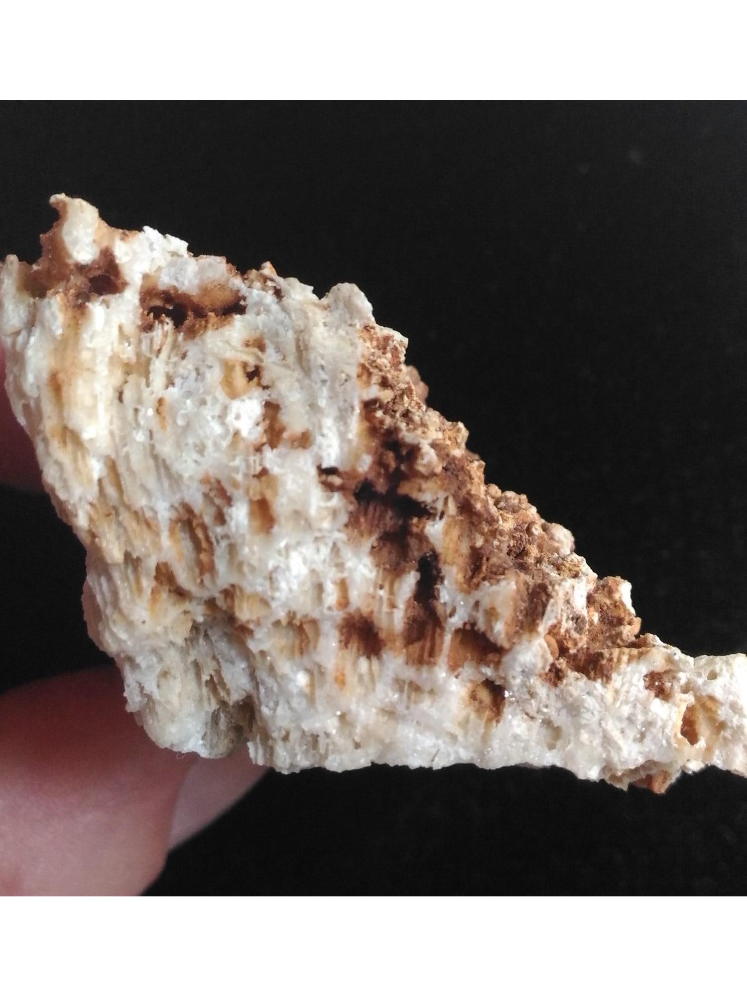 FOSSIL CORALS - 2