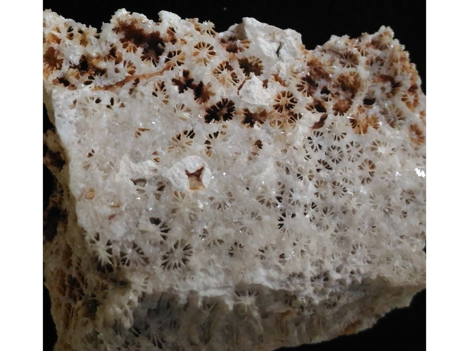 FOSSIL CORALS - 4
