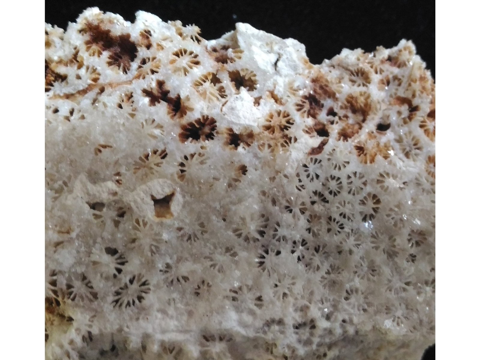 FOSSIL CORALS - 5