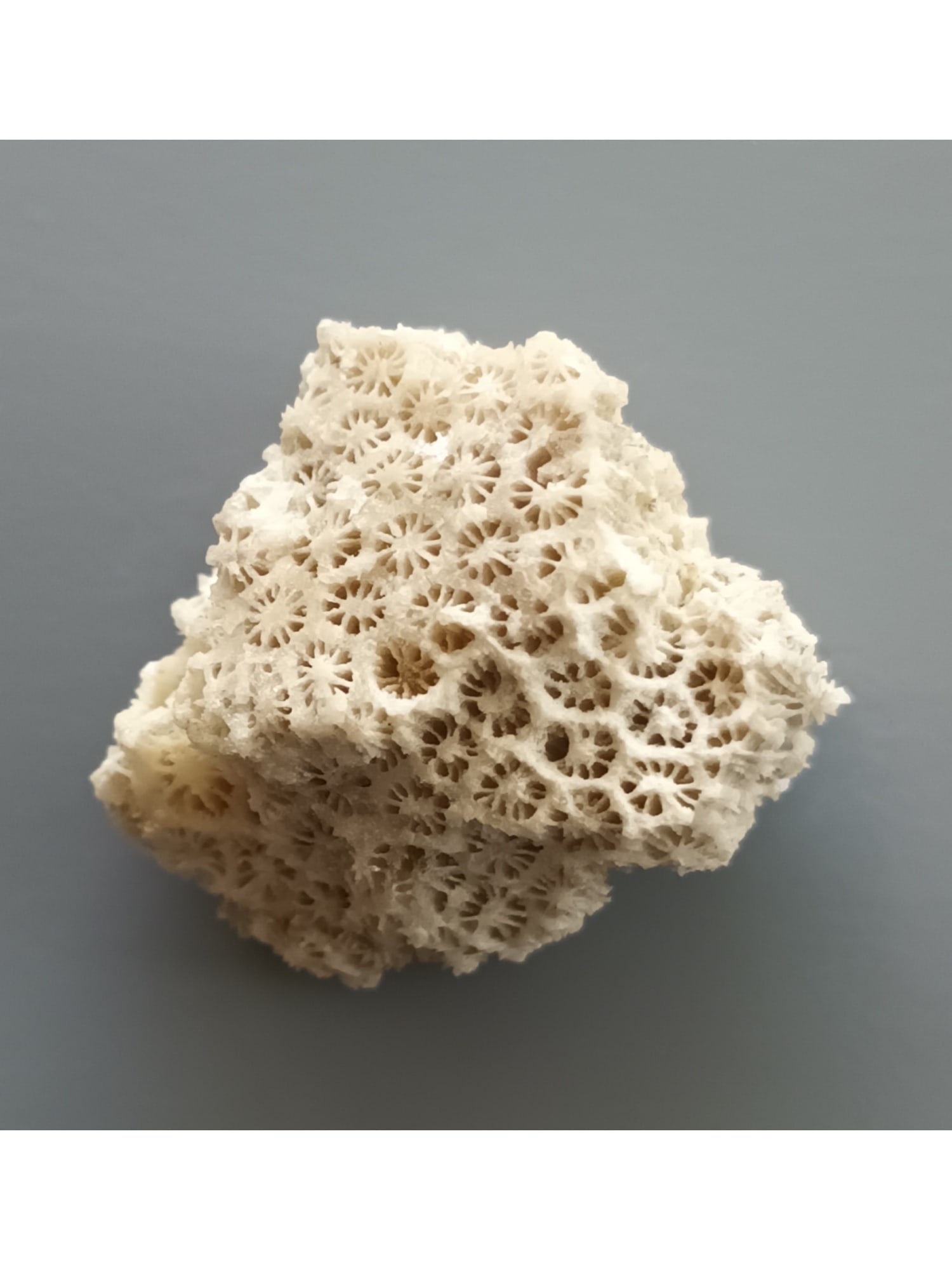 FOSSIL CORALS: Fossil corals. Weight: 12 grams. Origin: Panglao, Bohol, Philippines. (CA61/277) THIS LOT QUALIFIES FOR A 30-DAY UNCONDITIONAL RETURN FROM THE DATE OF SALE. BUYERS ARE RESPONSIBLE FOR RETURN