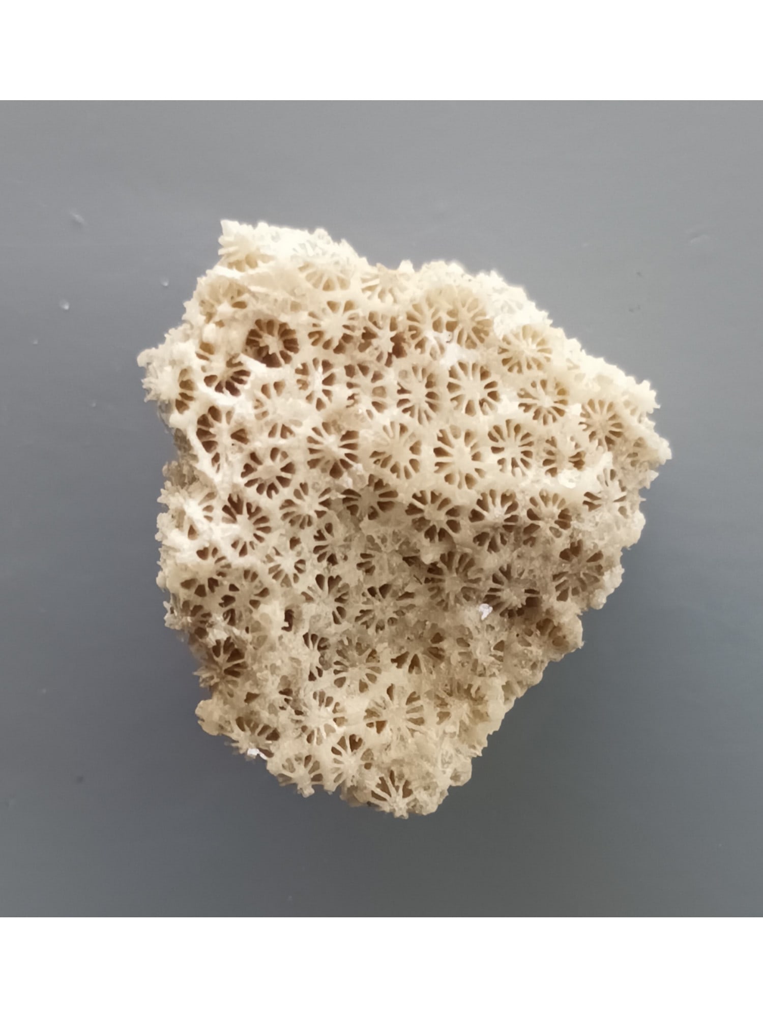 FOSSIL CORALS - 2
