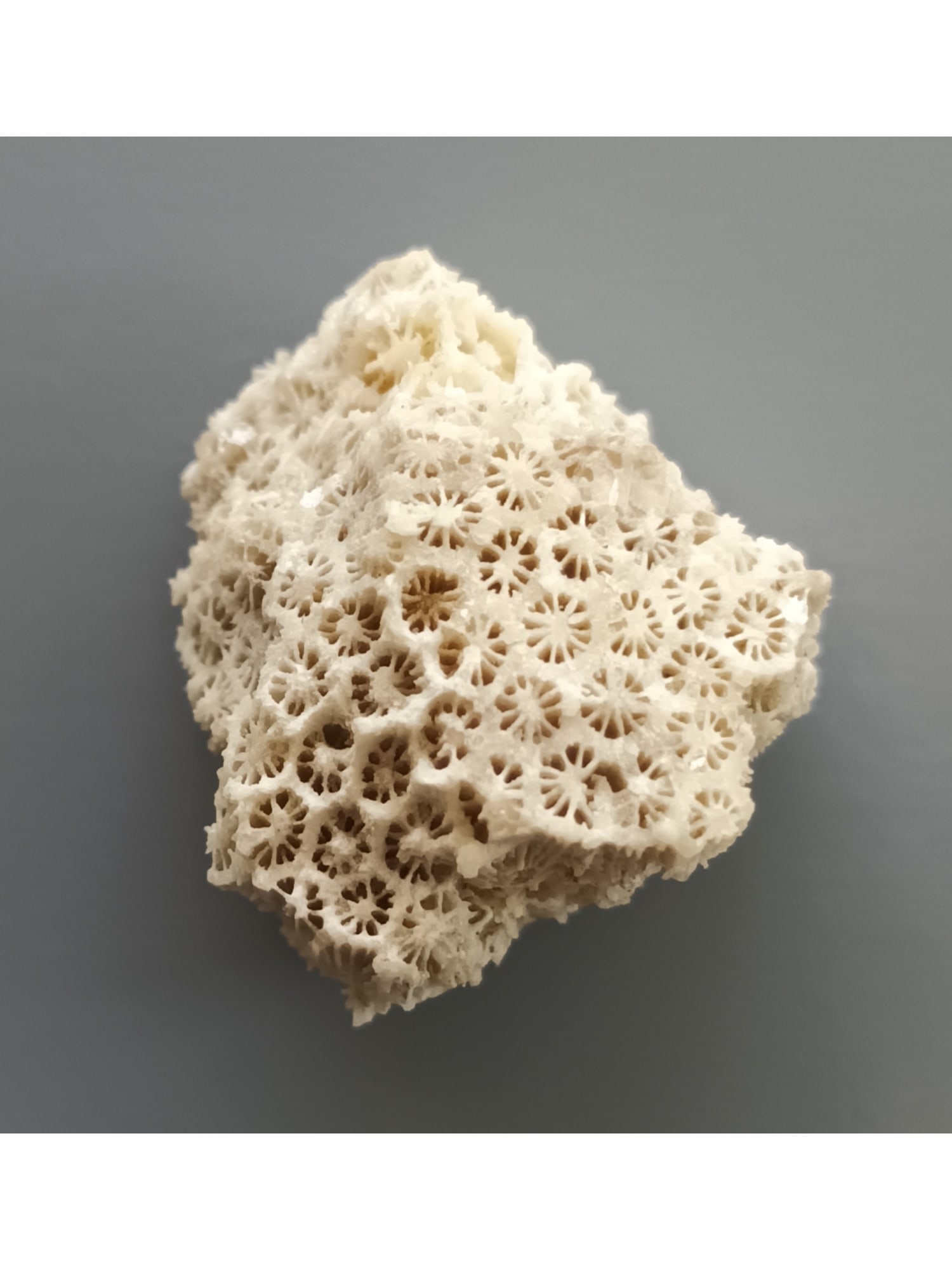 FOSSIL CORALS - 3