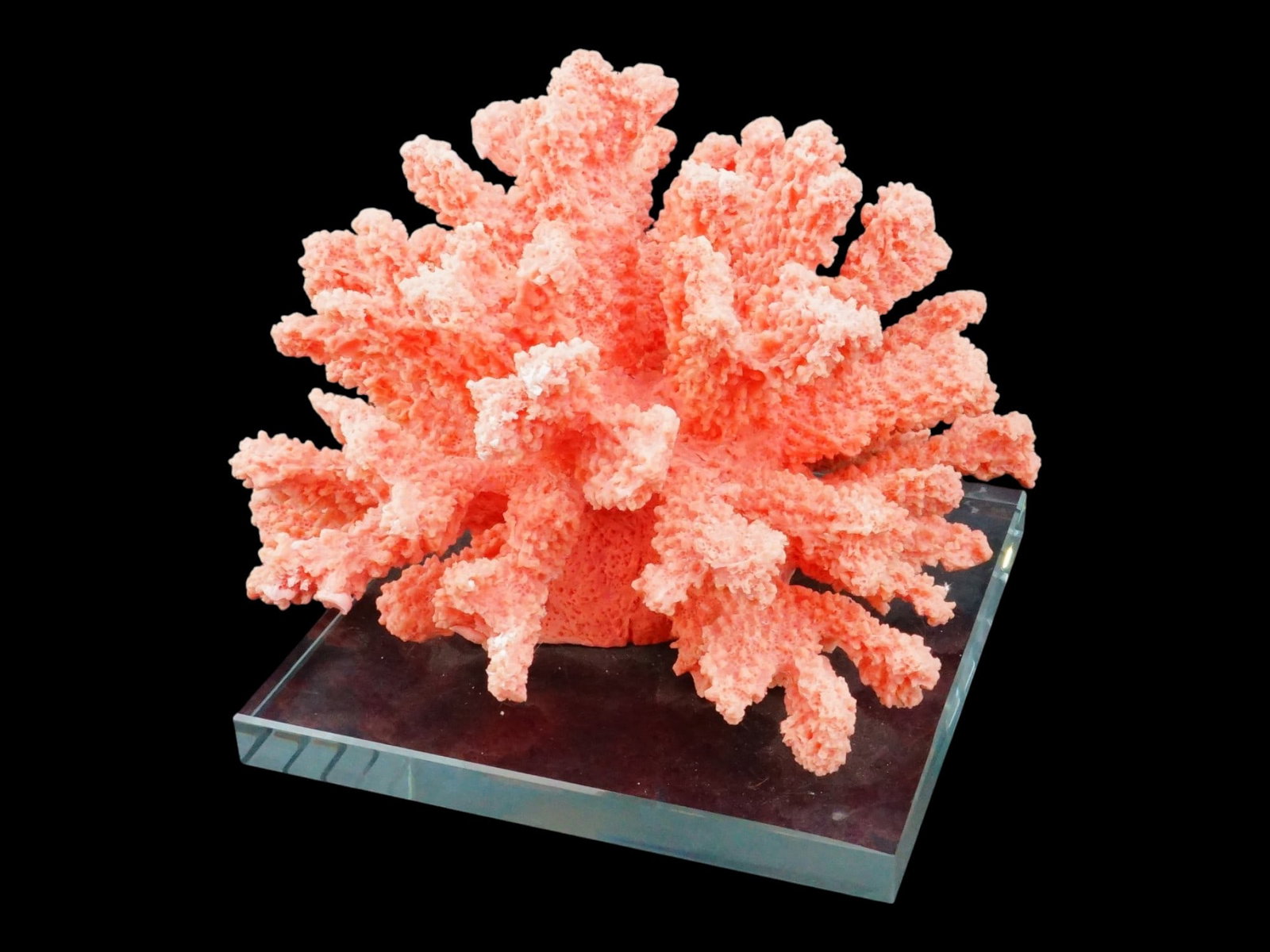 DECORATIVE CAULIFLOWER CORAL SPECIMEN ON GLASS BASE (1 of 7)