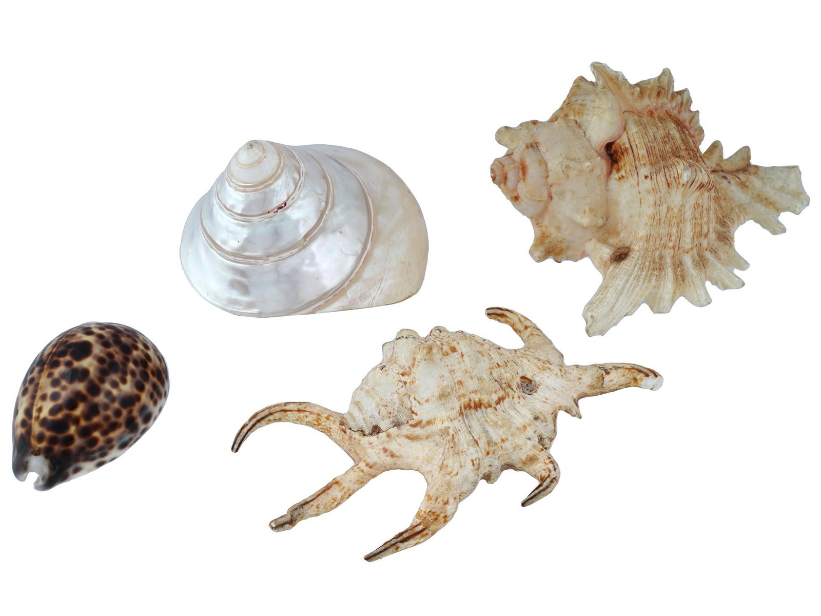 COLLECTION OF FOUR EXOTIC CLAM SEASHELLS (1 of 12)