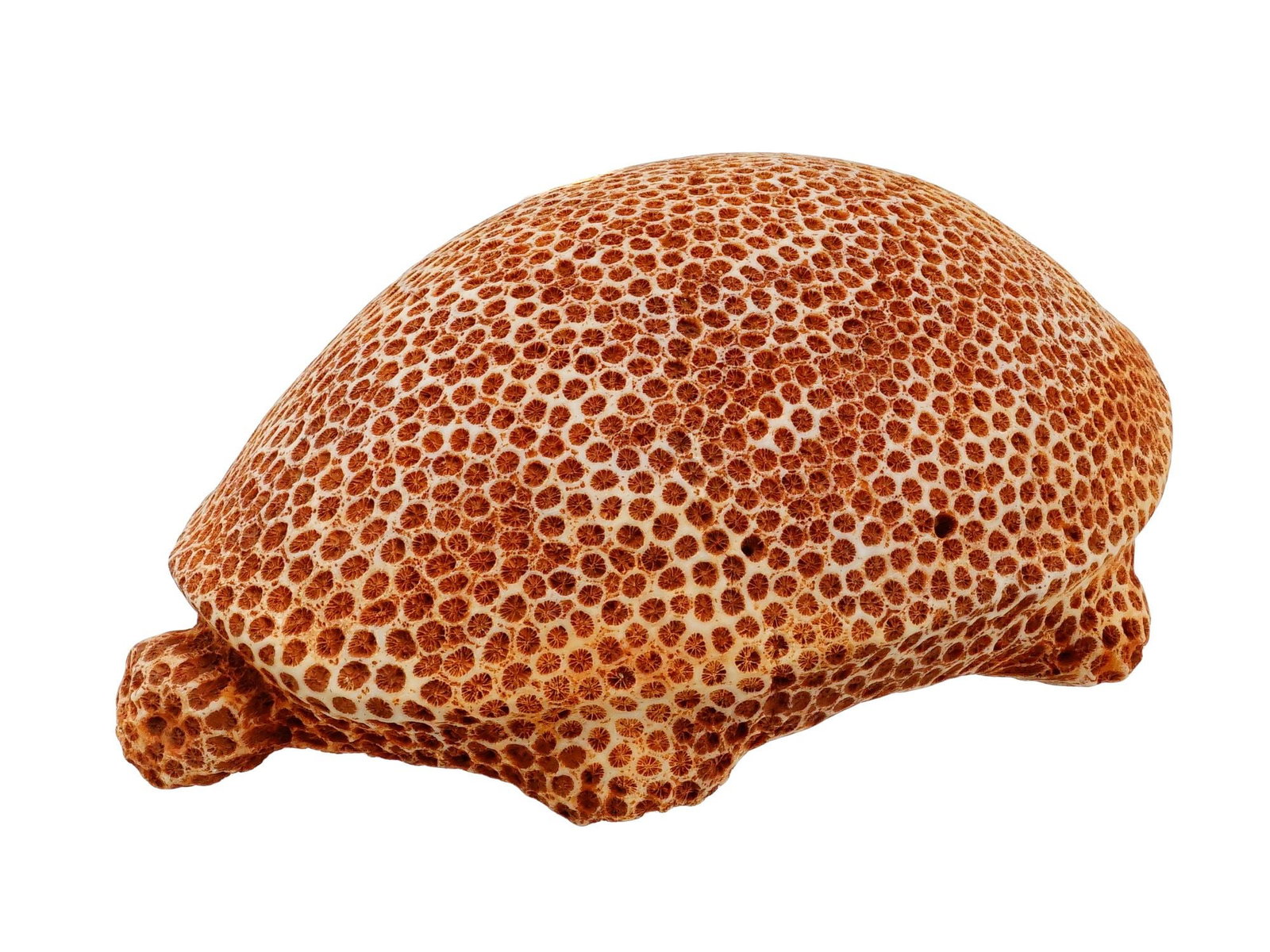 ANCIENT PRE COLUMBIAN HONEYCOMB FOSSIL TURTLE FIGURE: An ancient Pre Columbian zoomorphic figure, carved from honeycomb fossil, characterized by its dense, hexagonal polyparies visible across the shell, head, and limbs. The sculpture depicts a turtle in 