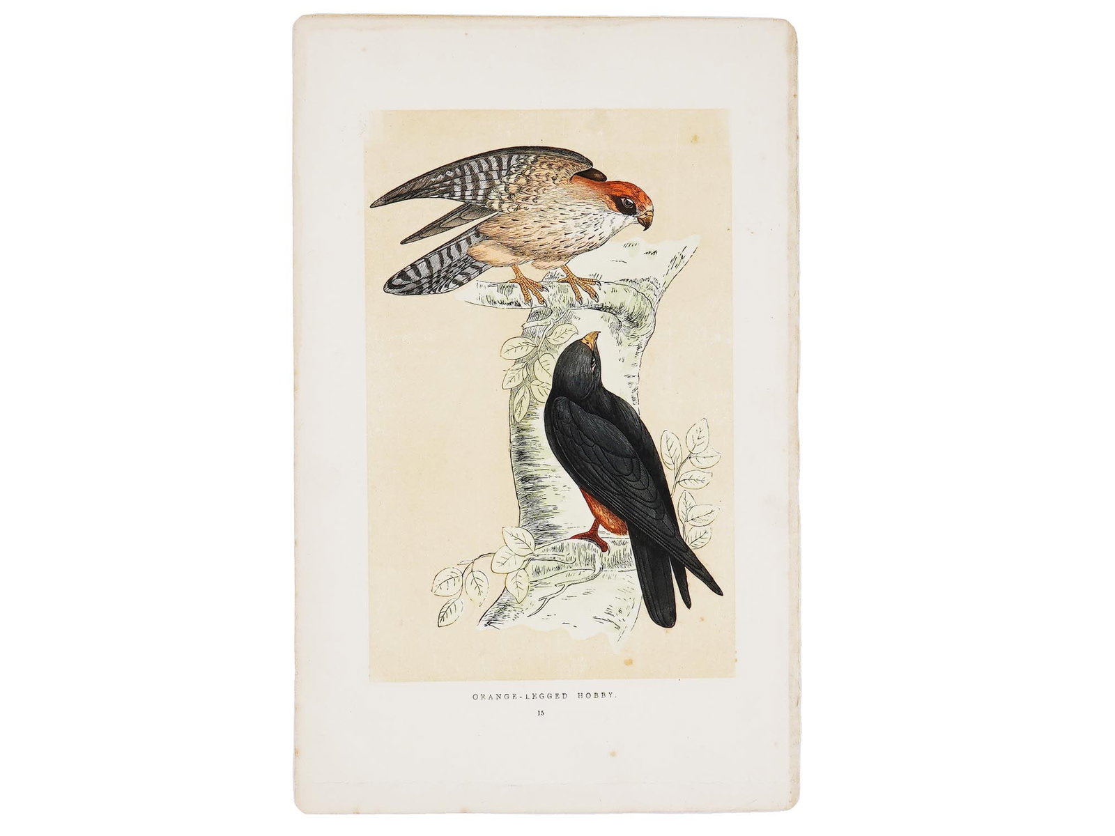 ALEXANDER LYDON BRITISH COLOR WOODBLOCK OF BIRDS: Hand-colored woodblock on paper by Alexander Francis Lydon, 1836 to 1917, an Irish-born British watercolor artist, illustrator and engraver of natural history and landscapes. This lot is Plate 15 from