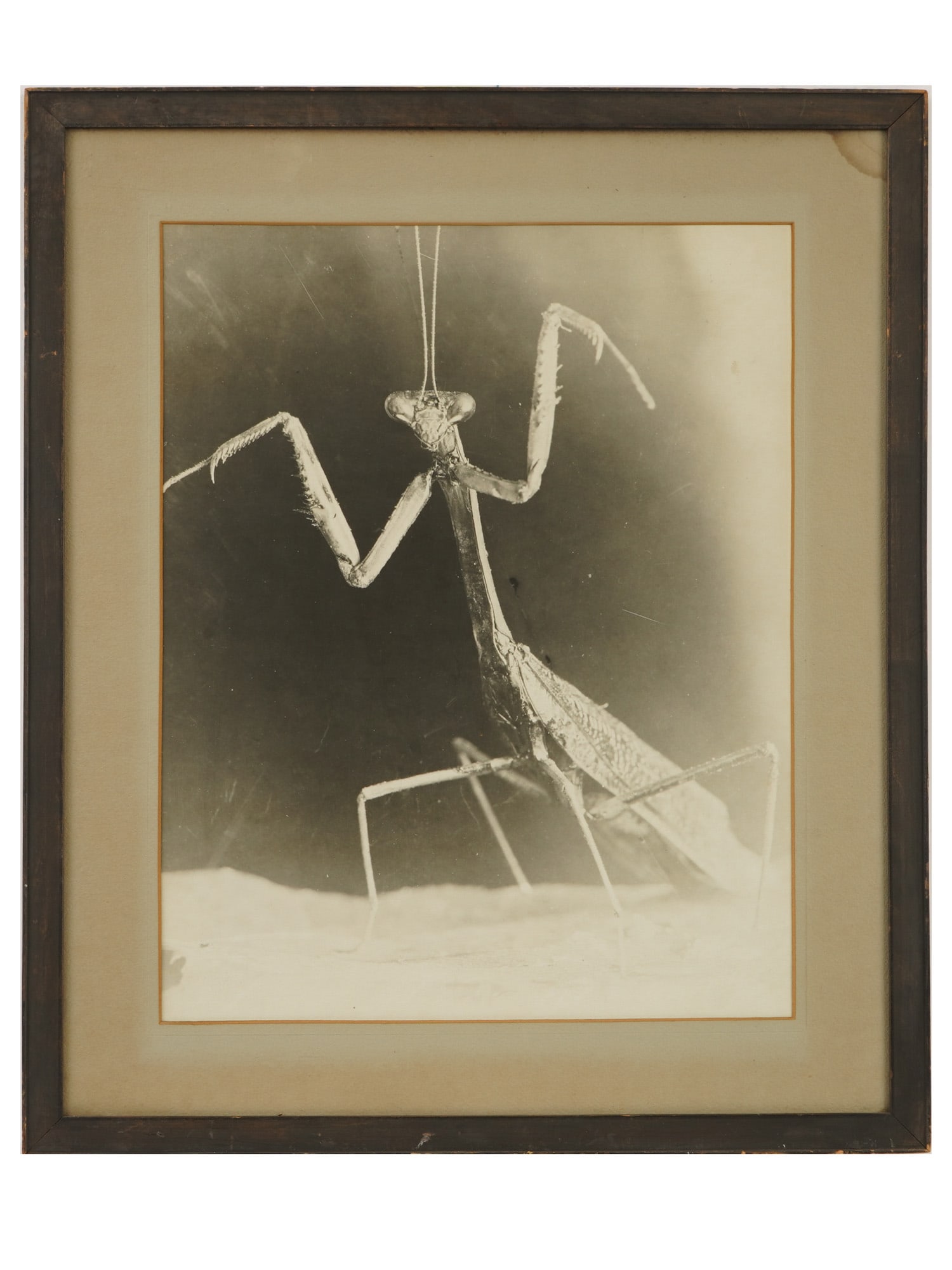 VINTAGE PHOTOGRAPH OF CONEHEAD MANTIS FRAMED: A black-and-white photograph, a close-up of a conehead mantis, a species of praying mantis native to the Mediterranean Region. Framed. Collectible Fine Art Photography, Wall Decor, Insects, Animals. T