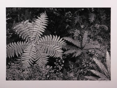 Howard Bond: Rain Forest Floor, New Zealand