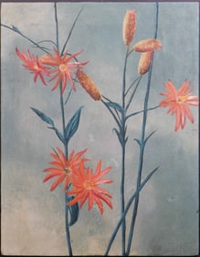 Dottie Purielle: Fringed Indian Pinks
