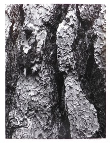 Howard Bond: Jeffery Pine