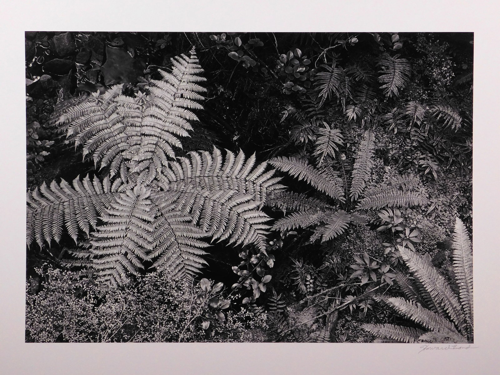Howard Bond:  Rain Forest Floor, New Zealand (1 of 7)