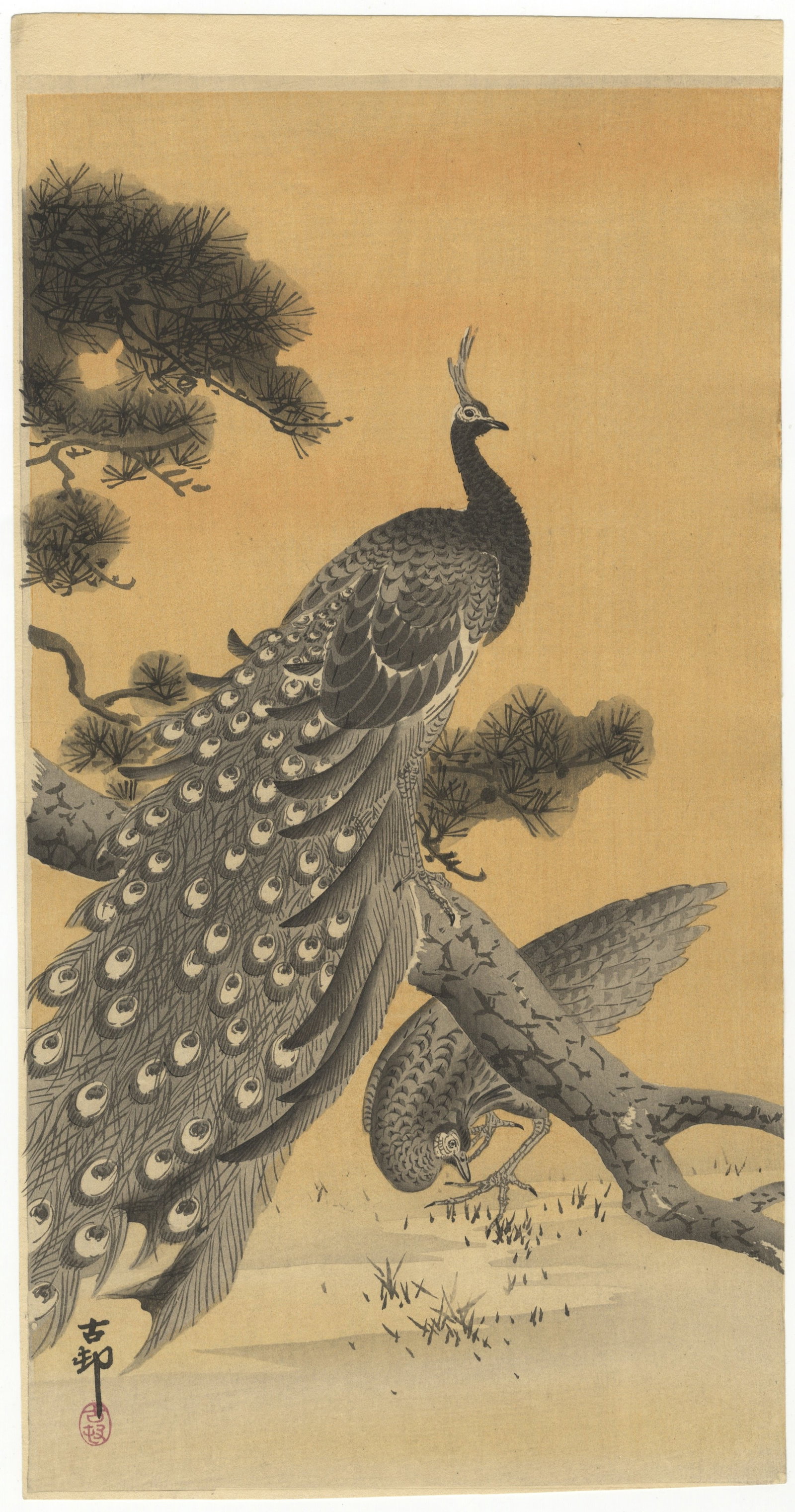 Koson Ohara, Peacock and Hen, Shin-Hanga *: Artist: Koson Ohara (1877-1945) Title: Peacock and Hen Publisher: Daikokuya Date: early 20th century Size: 36.3 x 19.2 cm Condition: Good impression in lines and colours. * Please see section D.2 of t