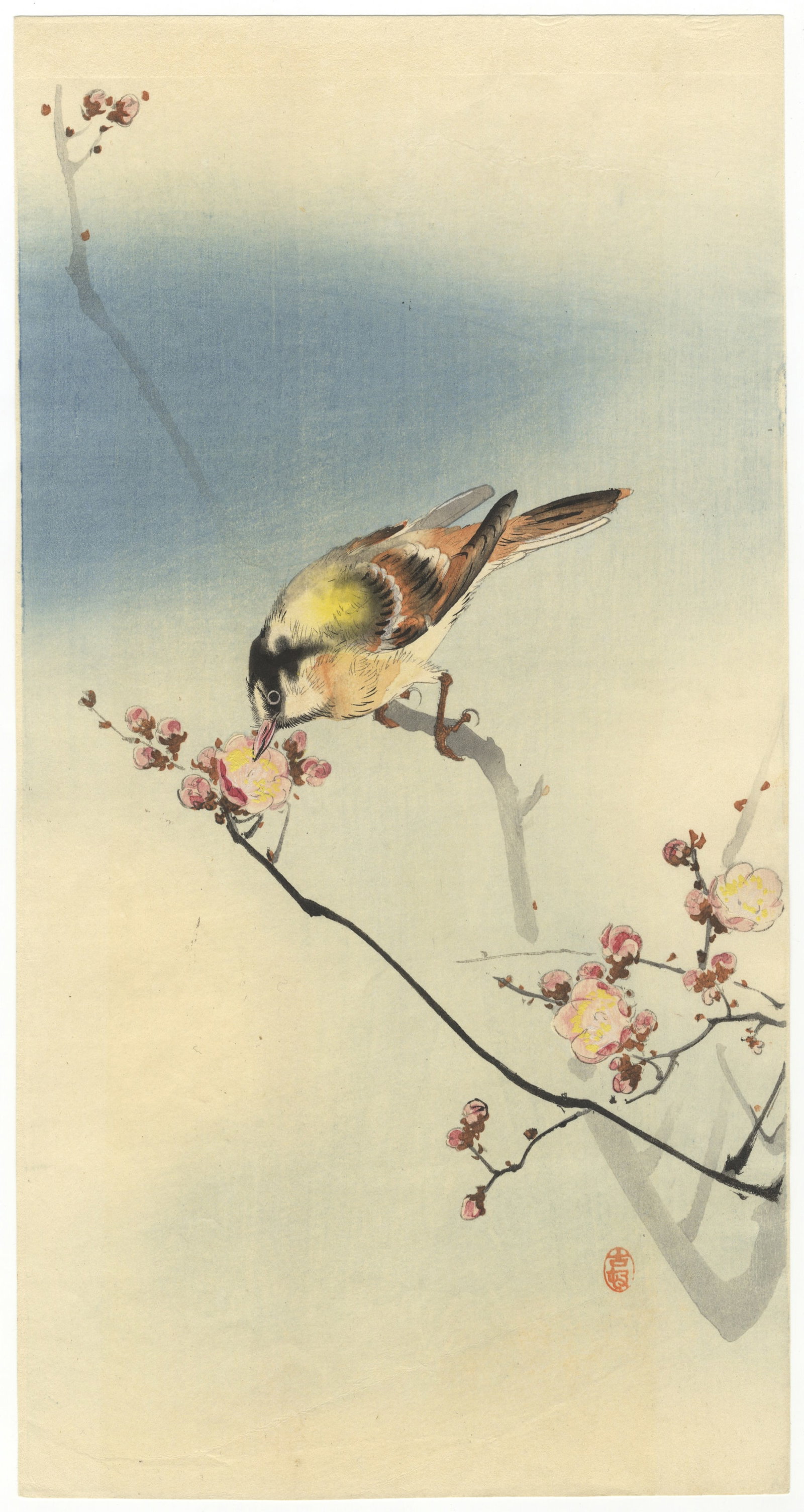 Koson Ohara, Small bird and Blossoming Plum *: Artist: Koson Ohara (1877-1945) Title: Small bird on the twig of a blossoming plum Publisher: Daikokuya Date: c. 1912 Size: 36.4 x 19.1 cm Condition: Good impression in lines and colours. * Please see