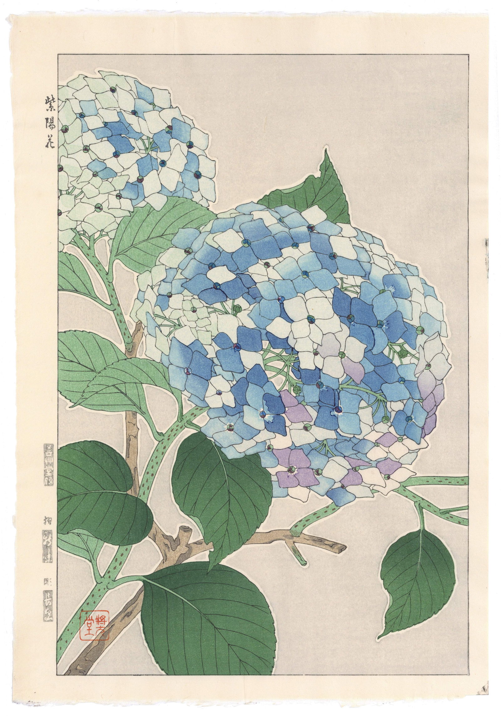 Shodo Kawarazaki, Hydrangea, Japanese Woodblock Print * (1 of 2)