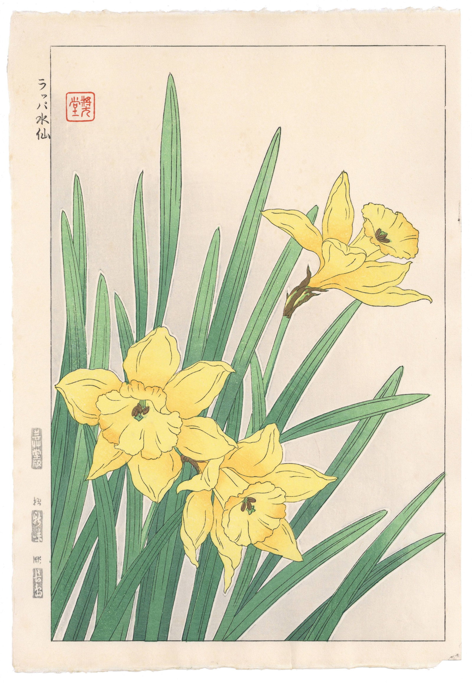 Shodo Kawarazaki, Trumpet Daffodil, Flower and Botany * (1 of 2)