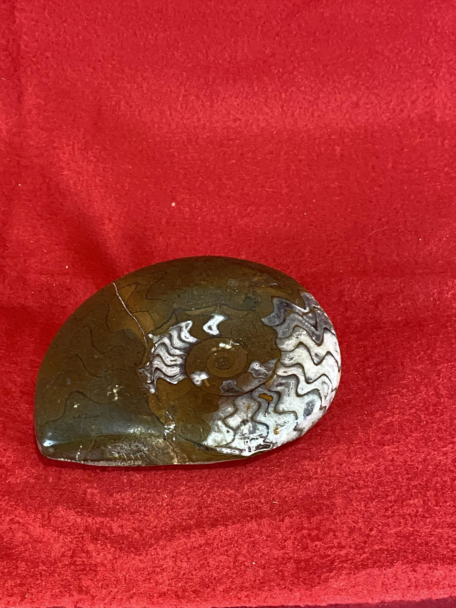 Shell Fossil Polished: Shell Fossil Polished, 4" dia..