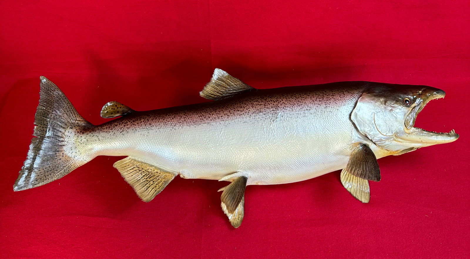 Vintage Salmon Fish Mount 32 3/4" (1 of 4)