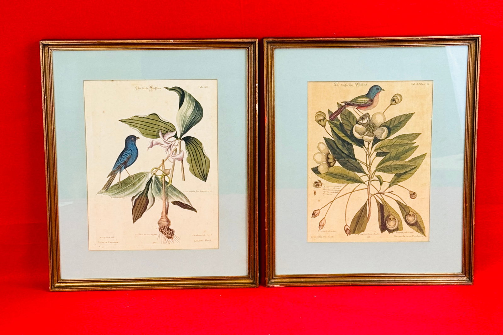 Pair 1768-1776 J M Seligmann Ornithology Prints (1 of 4)