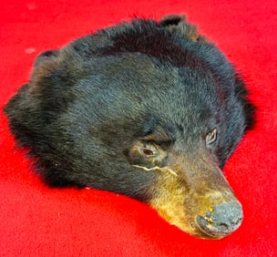 Antique Taxidermy Bears Head