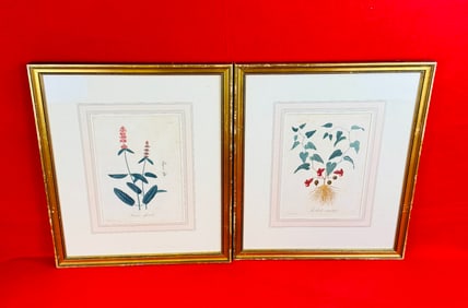 2 Antique Edouard Hocquart 1821 Botanical Prints