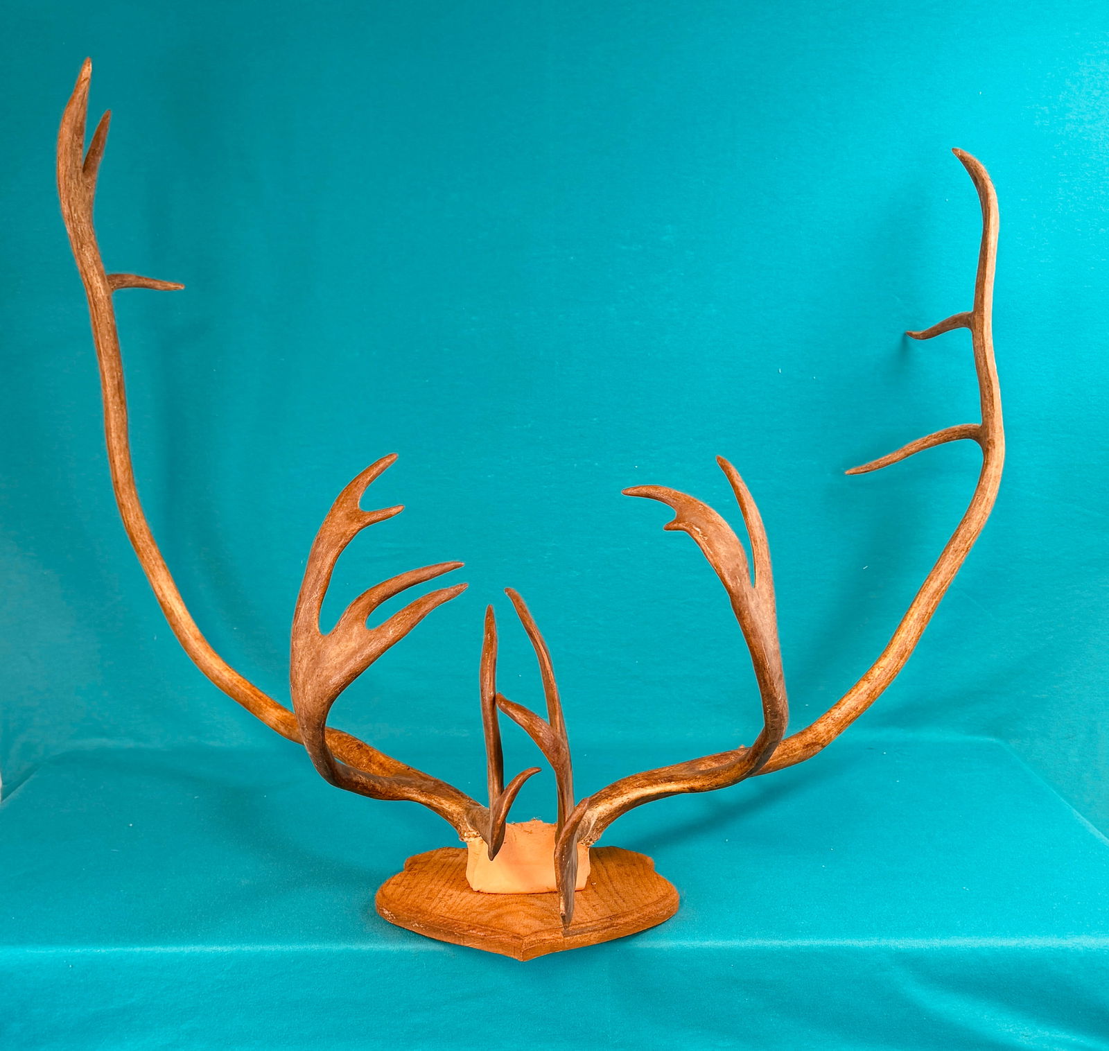 Large Pair Of Mounted Elk Horns (1 of 5)