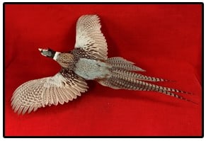 Pheasant Taxidermy Mount (1 of 4)