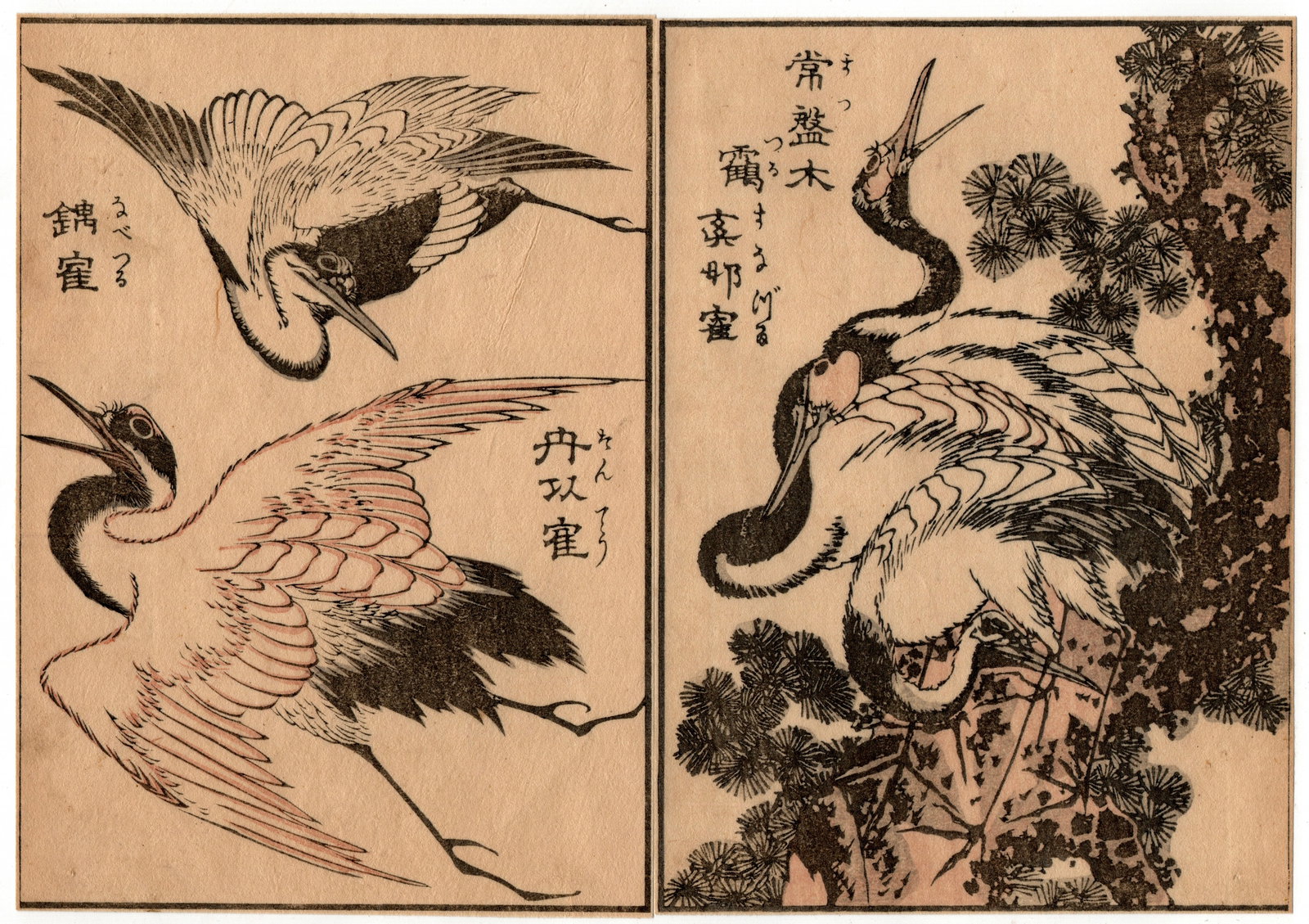 Katsushika Taito II Woodblock: Artist: Katsushika Taito II. Title: "Birds and Flowers" Circa: Meiji (1868-1912). Size: Each Sheet (7x5in) Total (7X10in) Medium: Woodblock Print, Ehon Edition. Paper Type. Mulberry. Place of Origin: