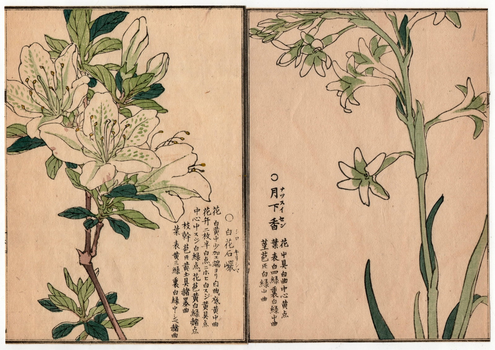 Kono Bairei : Flowers of a Thousand Varieties: Artist: Kono Bairei (1844-1895). Title: "Botanical" Circa, Meiji Period 1868-1912. Medium: Woodblock. Size: Each Sheet (7.1/4x5.1/4in) total (7.1/4x10.1/2in). Place of Origin: Japan. Series: Flowers o