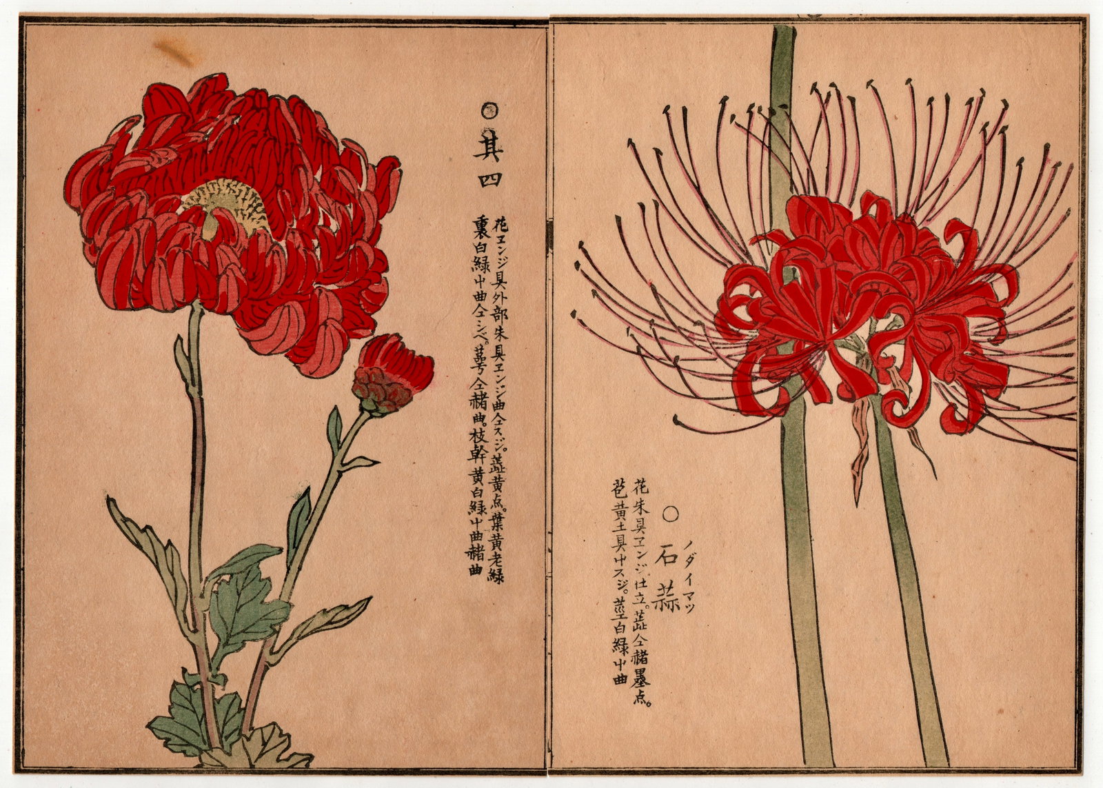 Kono Bairei : Flowers of a Thousand Varieties: Artist: Kono Bairei (1844-1895). Title: "Botanical" Circa, Meiji Period 1868-1912. Medium: Woodblock. Size: Each Sheet (7.1/4x5.1/4in) total (7.1/4x10.1/2in). Place of Origin: Japan. Series: Flowers o