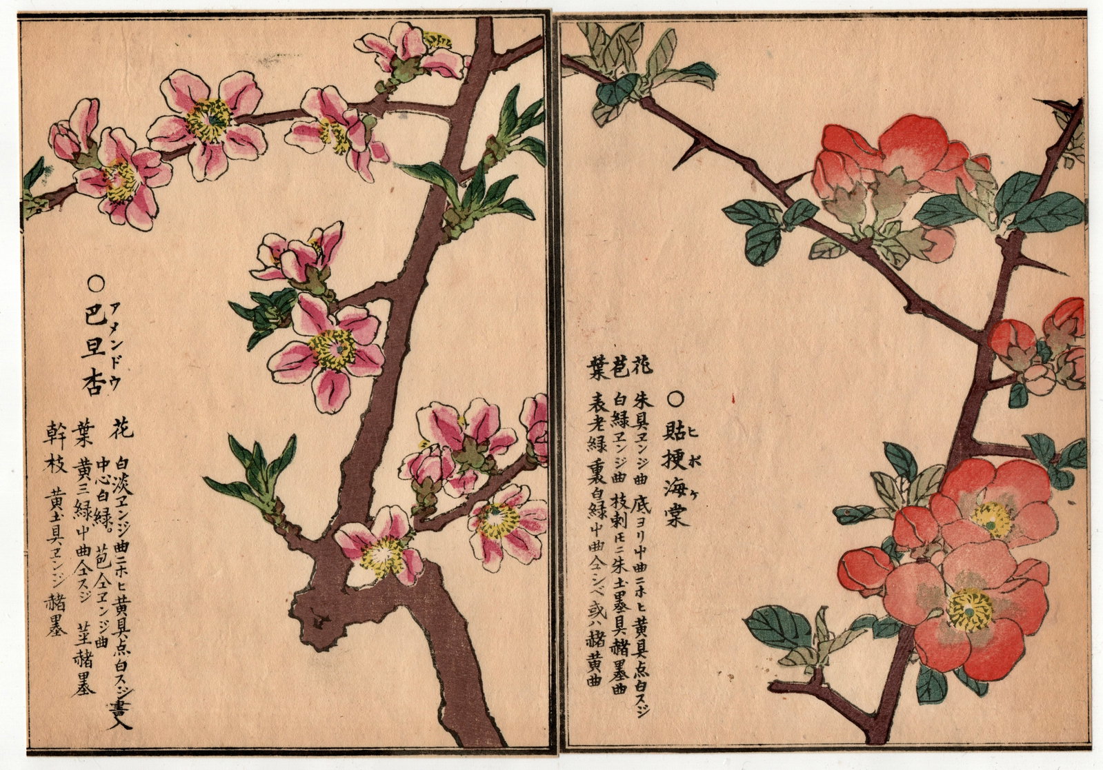 Kono Bairei : Flowers of a Thousand Varieties: Artist: Kono Bairei (1844-1895). Title: "Botanical" Circa, Meiji Period 1868-1912. Medium: Woodblock. Size: Each Sheet (7.1/4x5.1/4in) total (7.1/4x10.1/2in). Place of Origin: Kyoto. Series: Flowers o