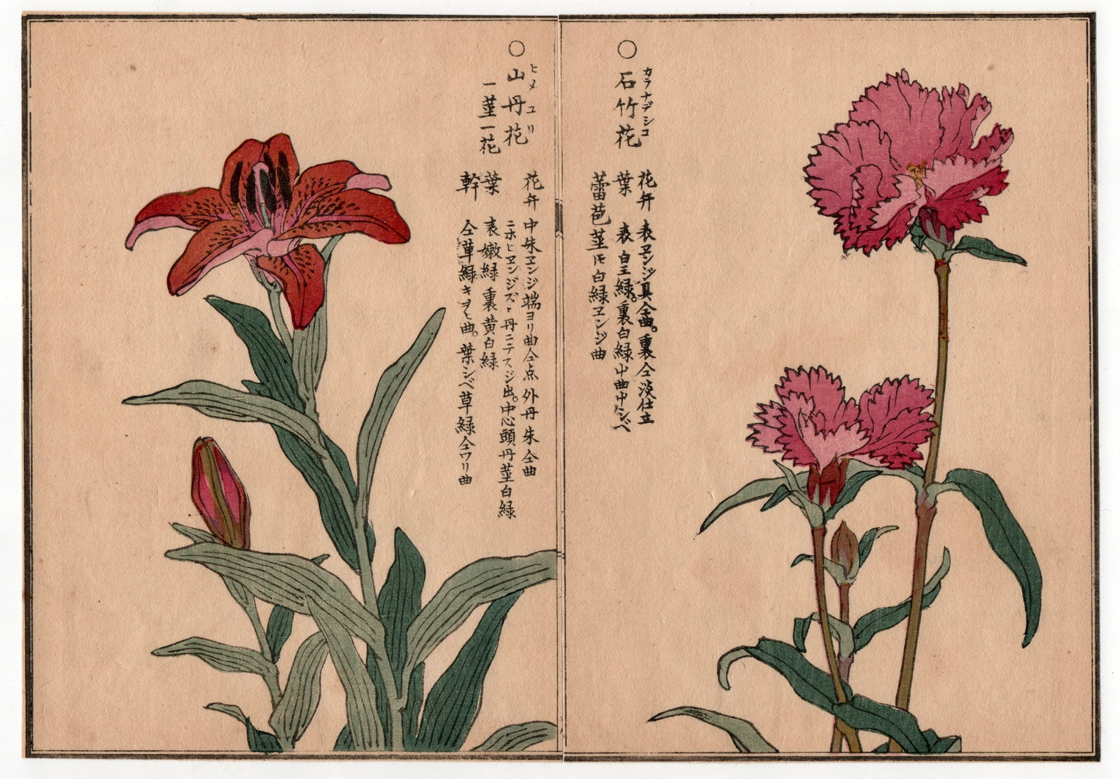 Kono Bairei : Flowers of a Thousand Varieties: Artist: Kono Bairei (1844-1895). Title: "Botanical" Circa, Meiji Period 1868-1912. Medium: Woodblock. Size: Each Sheet (7.1/4x5.1/4in) total (7.1/4x10.1/2in). Place of Origin: Japan. Series: Flowers o